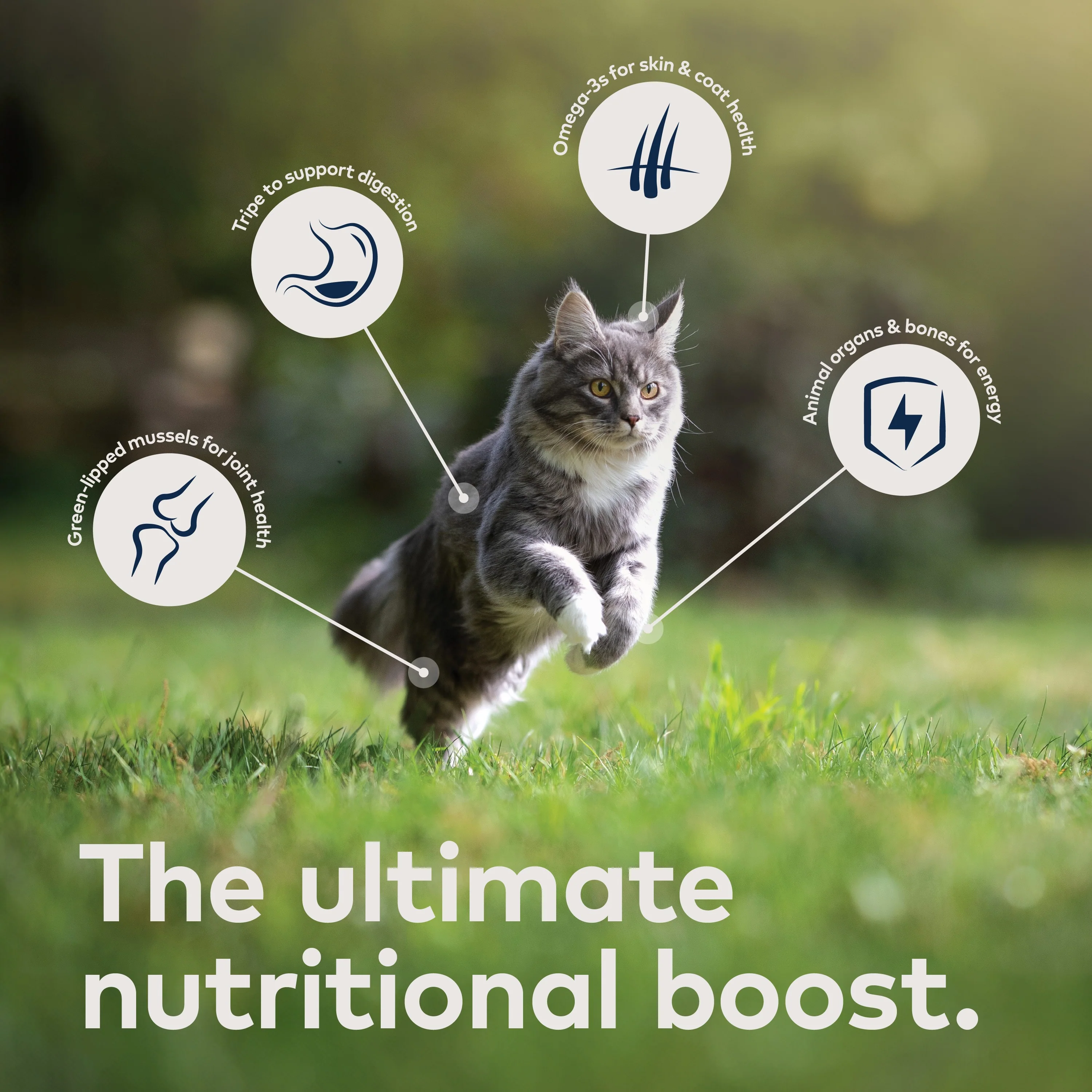 Air-Dried Cat Food- All Natural, High Protein, Grain Free, Limited Ingredient w/ Superfoods - Image 5