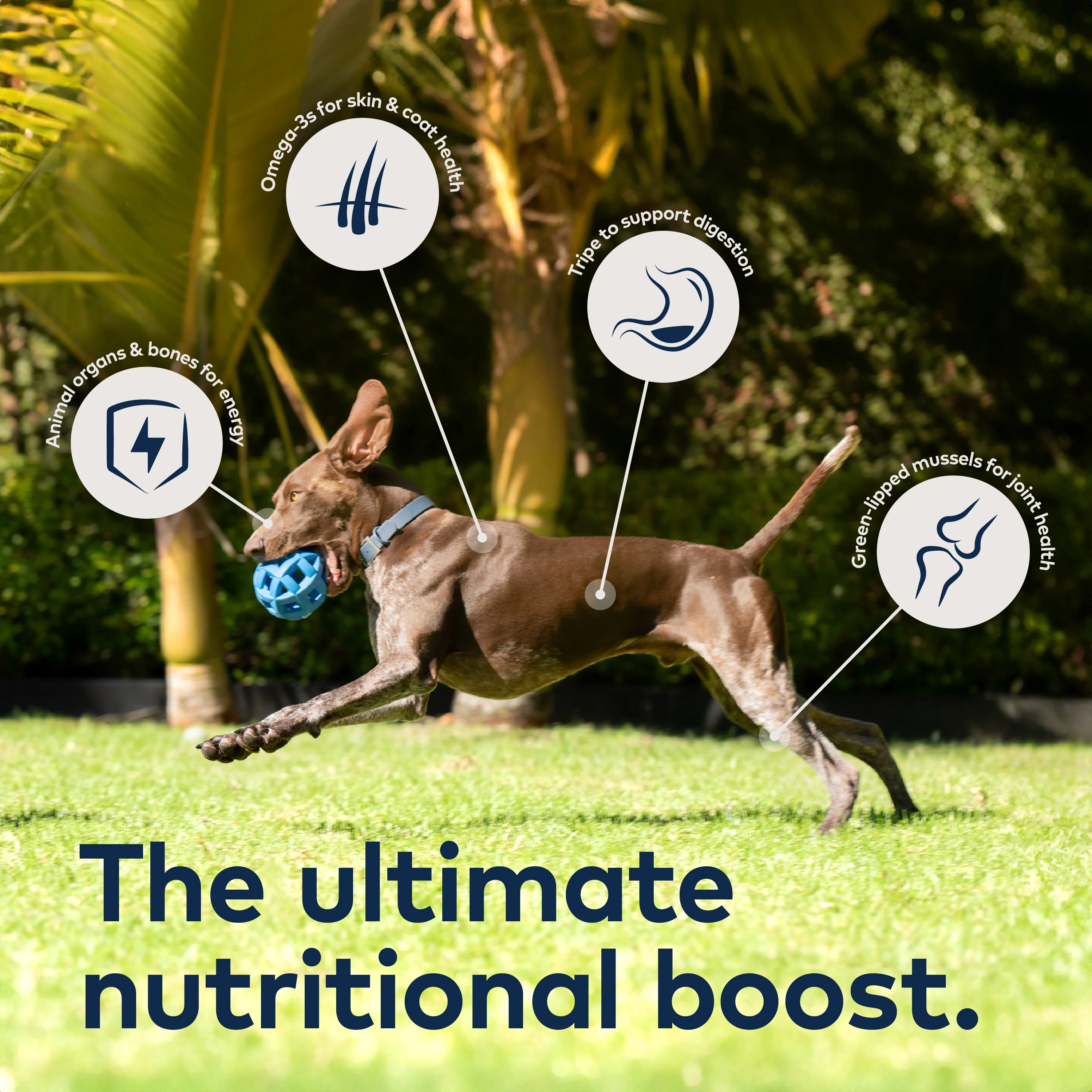 Air-Dried Dog Food - Chicken – All Natural, High Protein, Grain Free, Limited Ingredient w/ Superfoods - Image 6