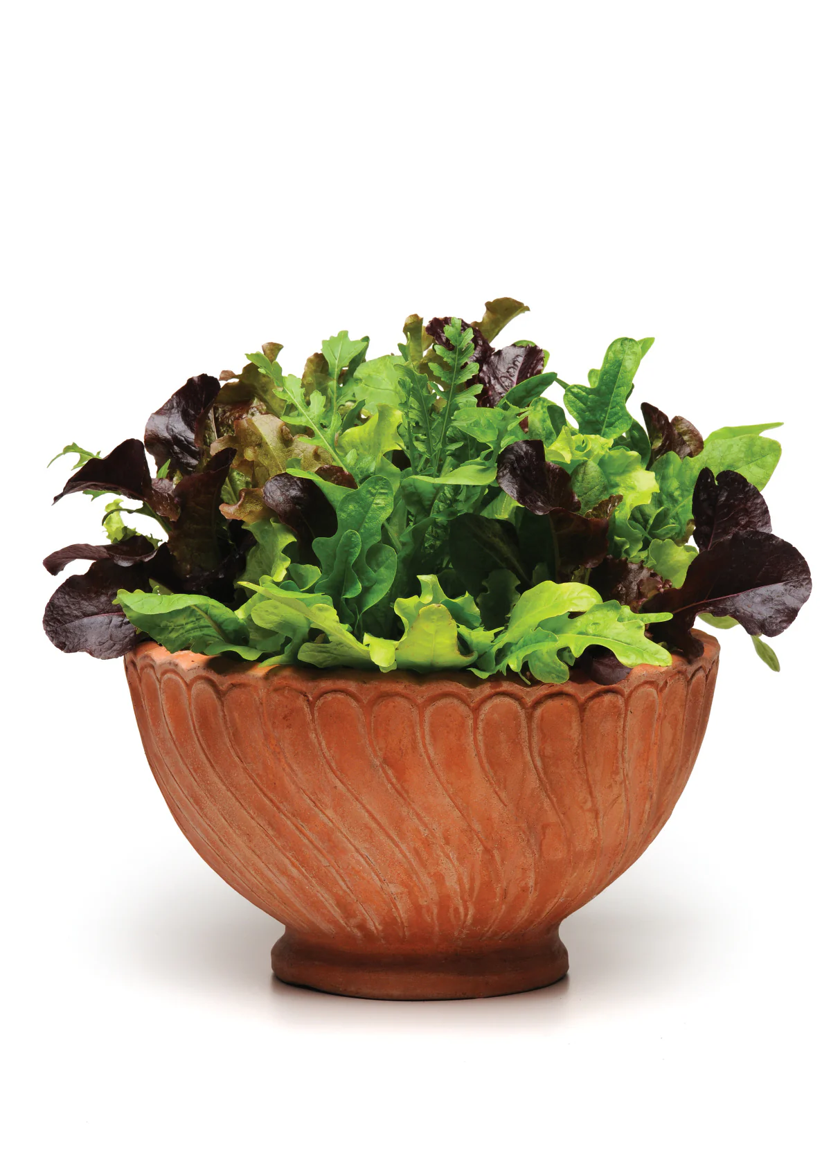 Alfresco Salad Mix Seed Pods - Arugula, Endive, Radicchio - Image 3