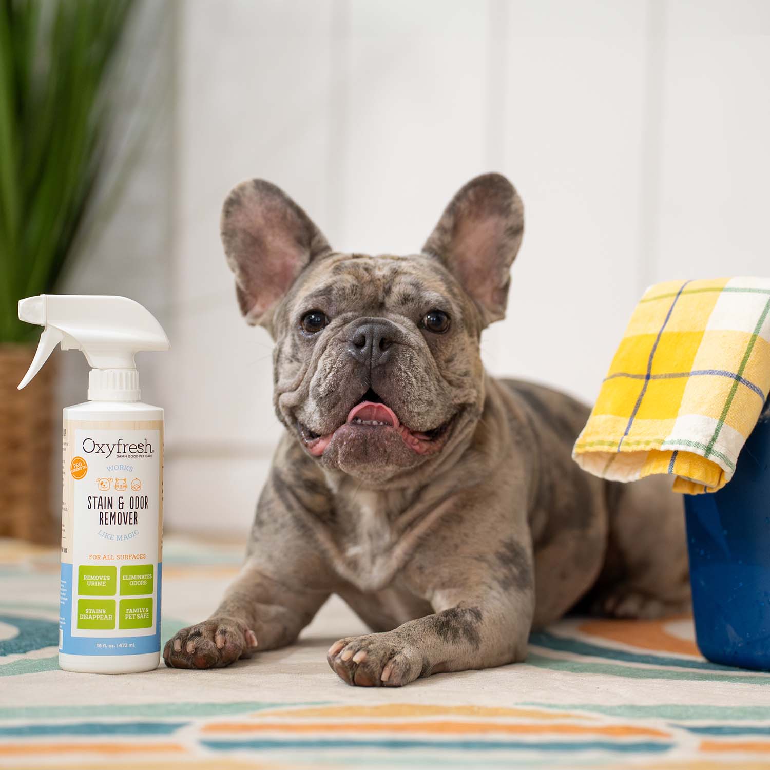 All-Surface Pet Stain & Odor Eliminator - Image 7