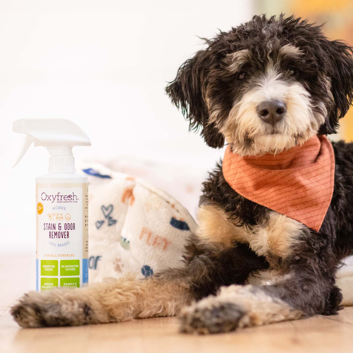 All-Surface Pet Stain & Odor Eliminator - Image 9