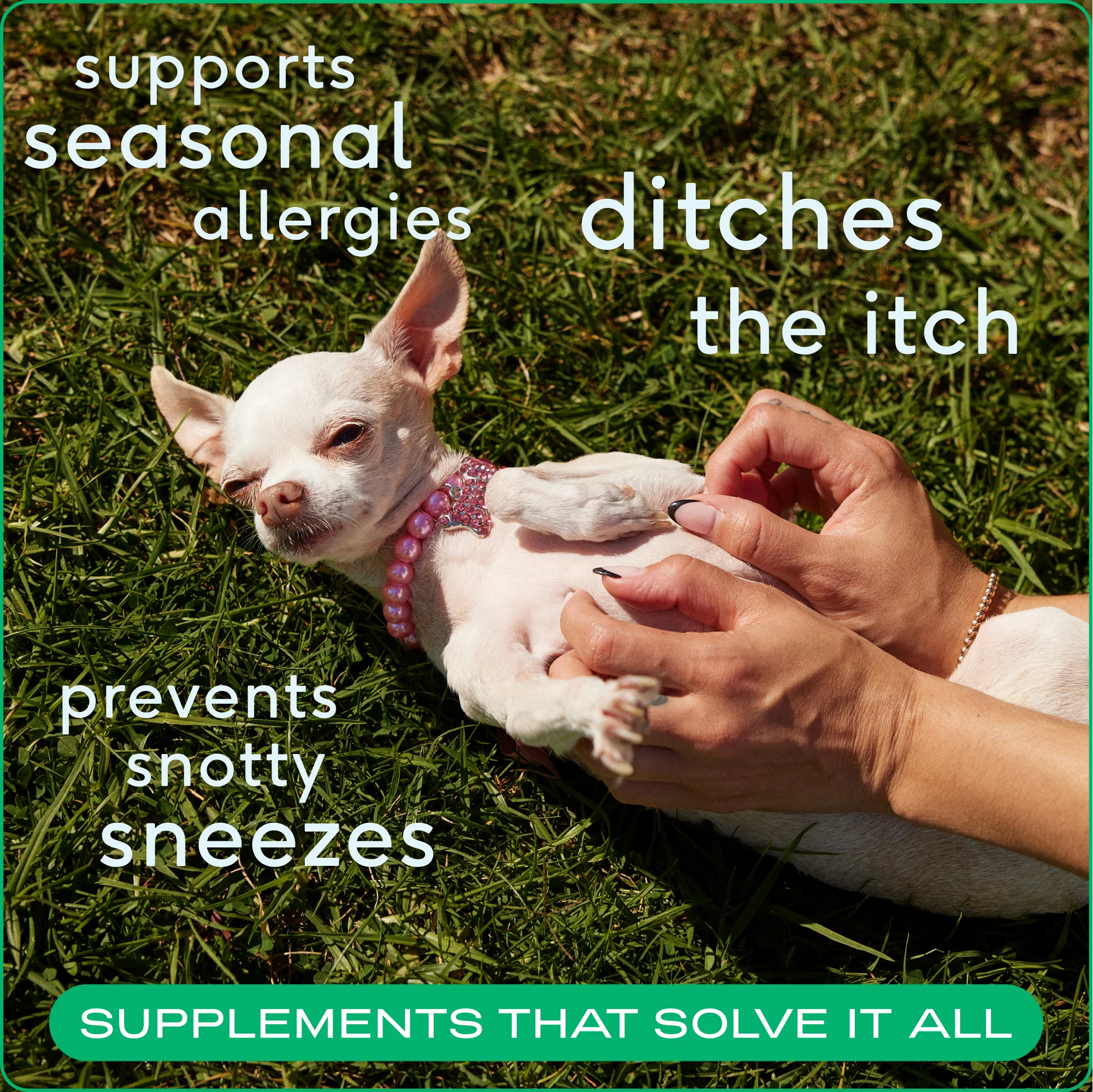 Allergy Chews Supplement for Dogs - Image 6
