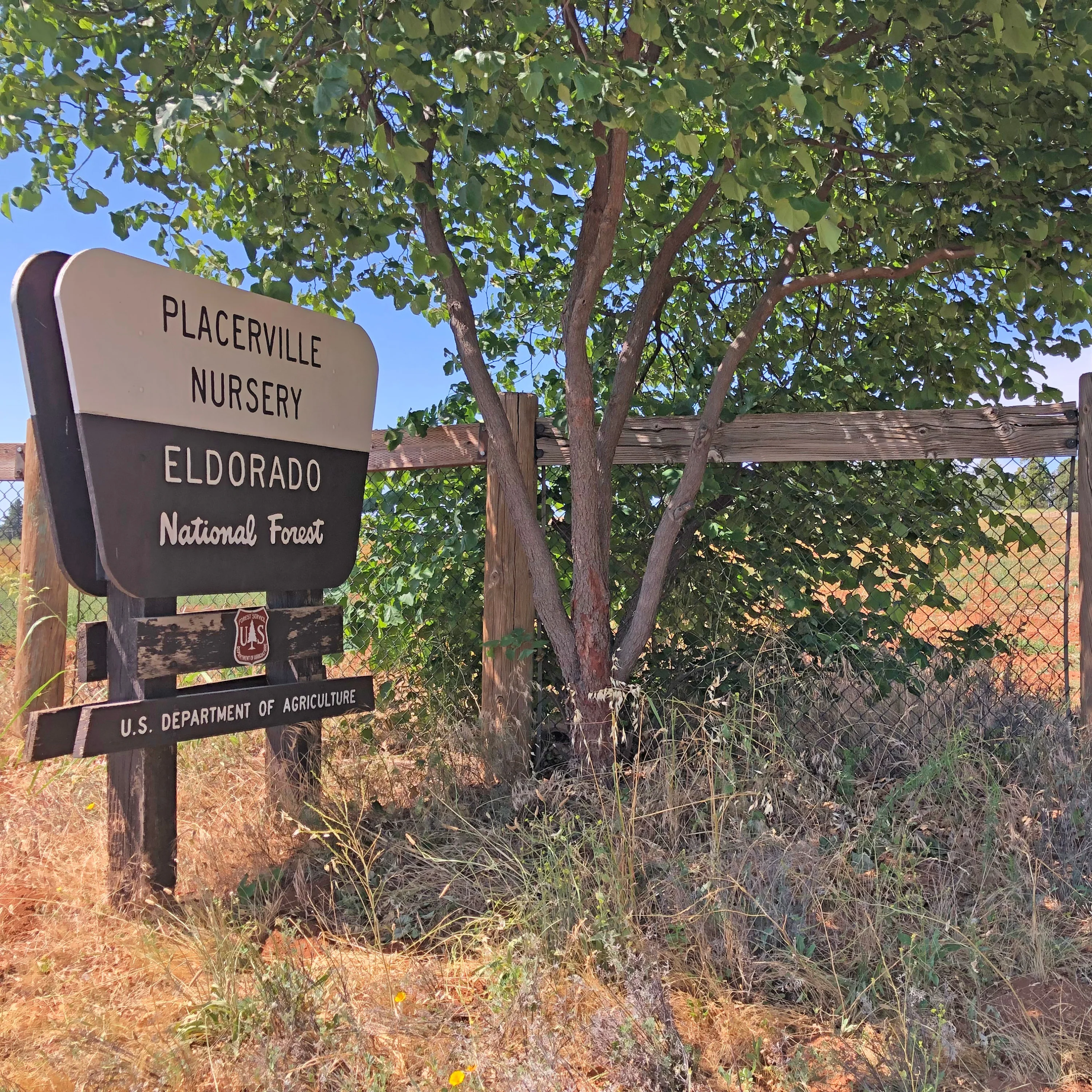 Tree Planting: California Wildfire Restoration - Image 13