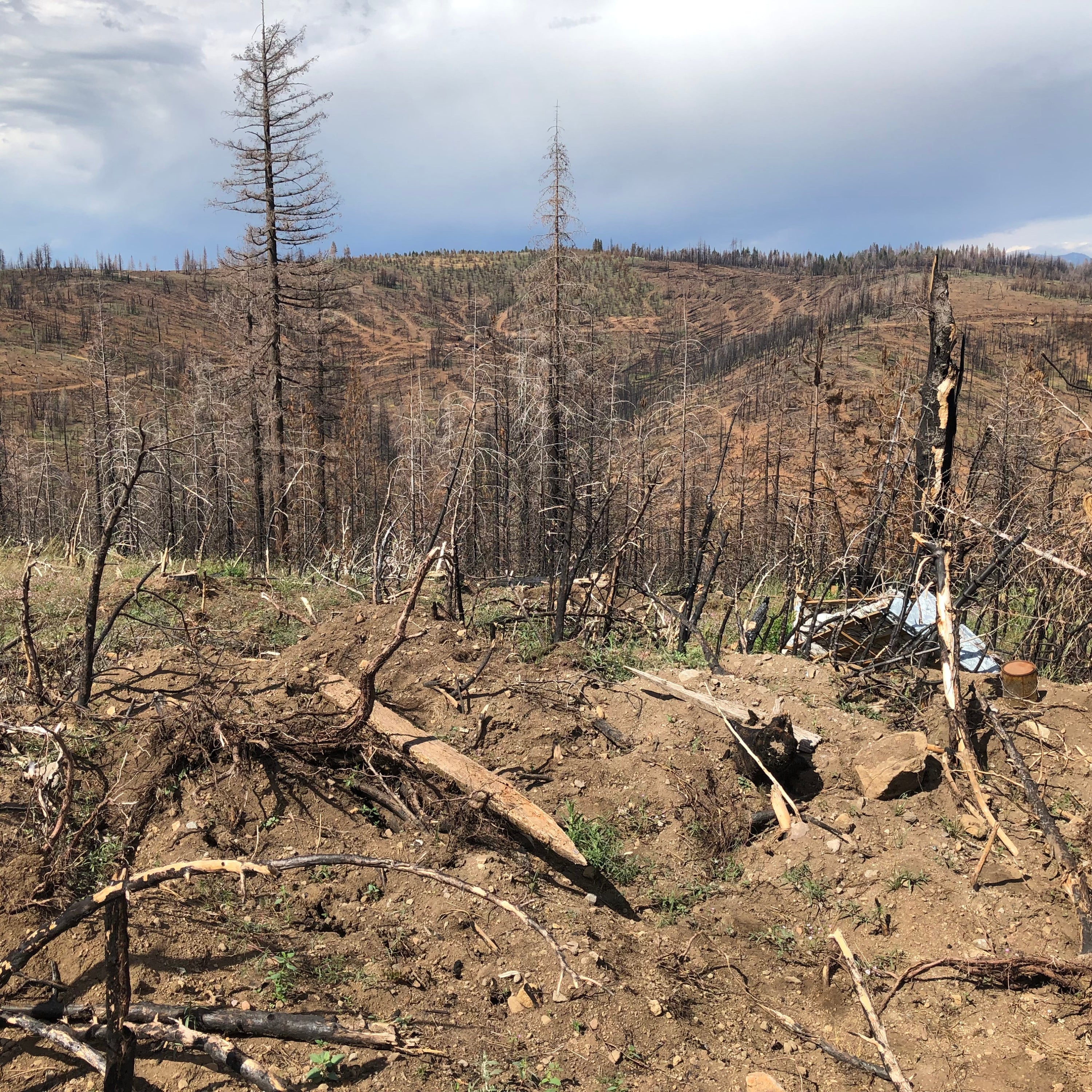 Tree Planting: California Wildfire Restoration - Image 2