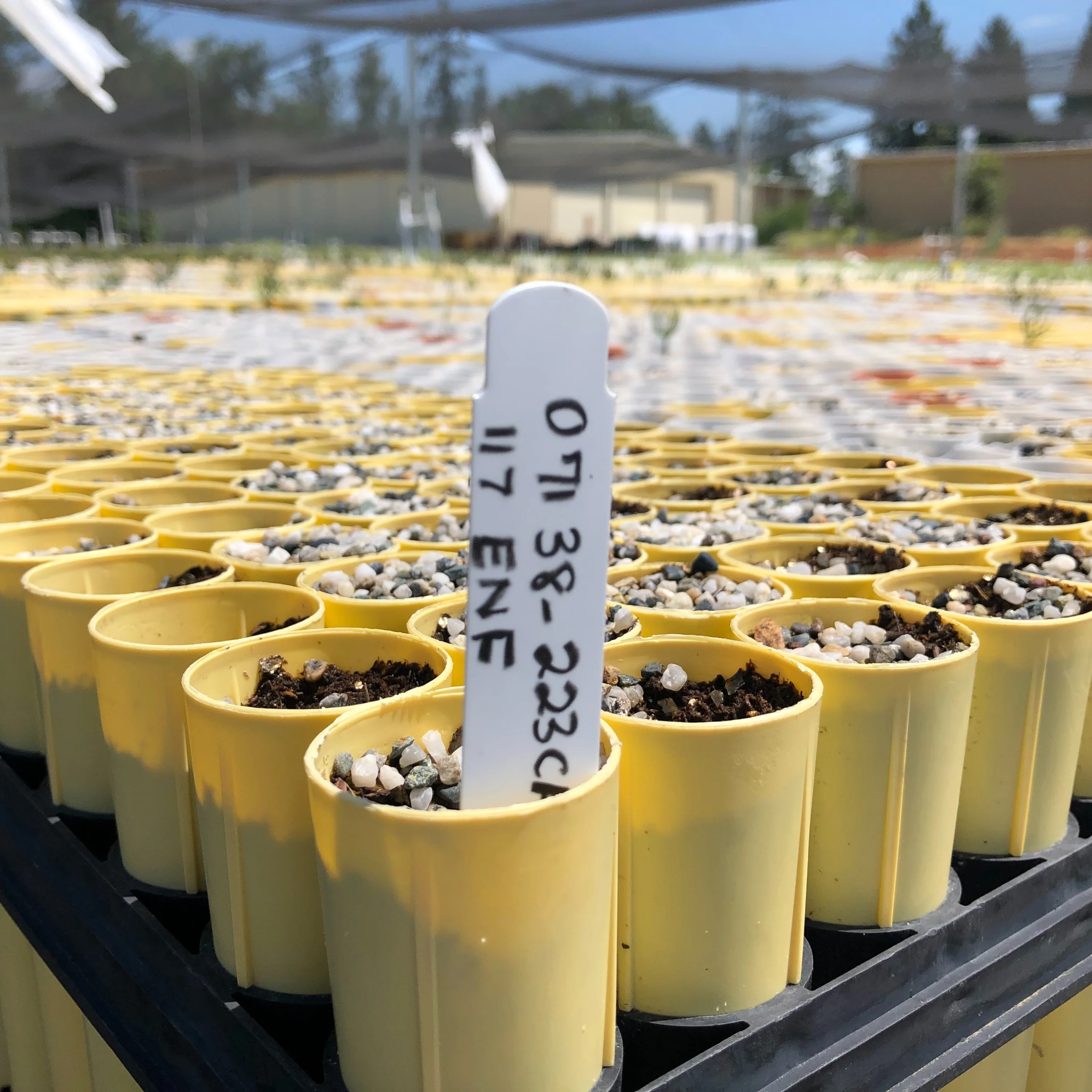 Tree Planting: California Wildfire Restoration - Image 7