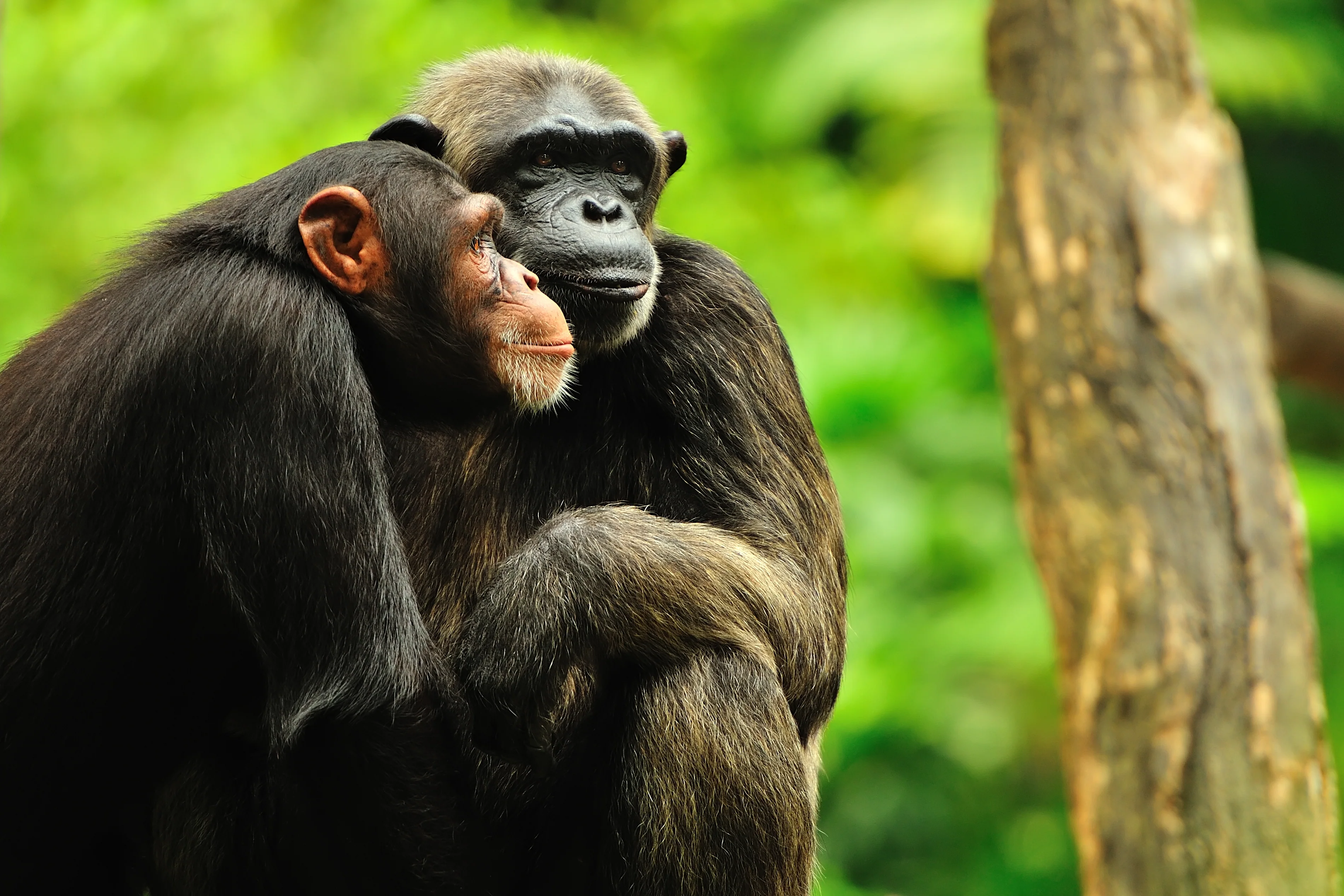 Safeguard Critical Rainforest Habitat - Image 13