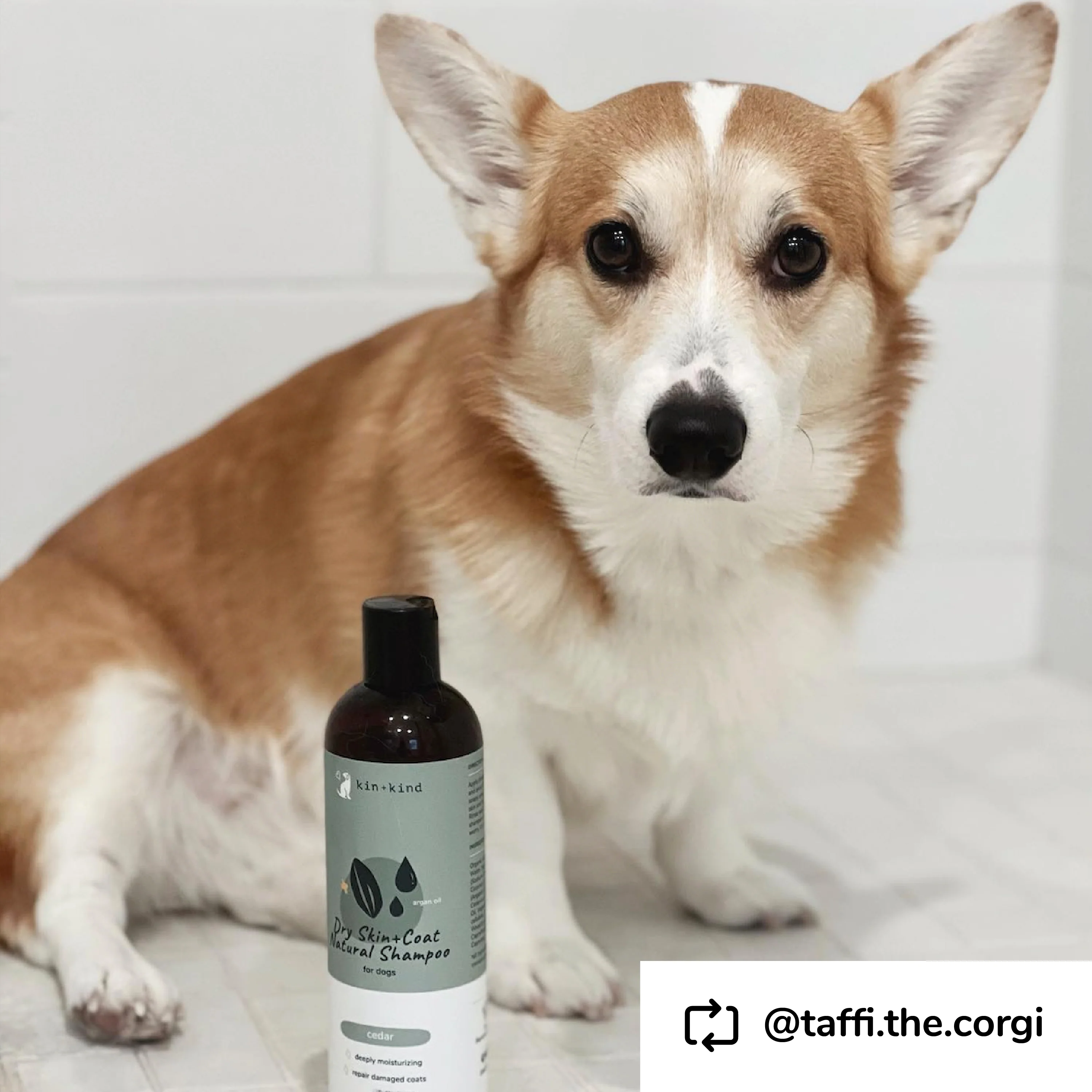 Dry Skin & Coat Dog Shampoo - Image 6