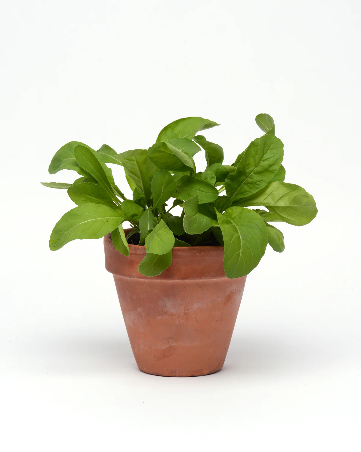 Drop & Gro Arugula Seed Pods – Salad Greens Grow Kit - Image 3