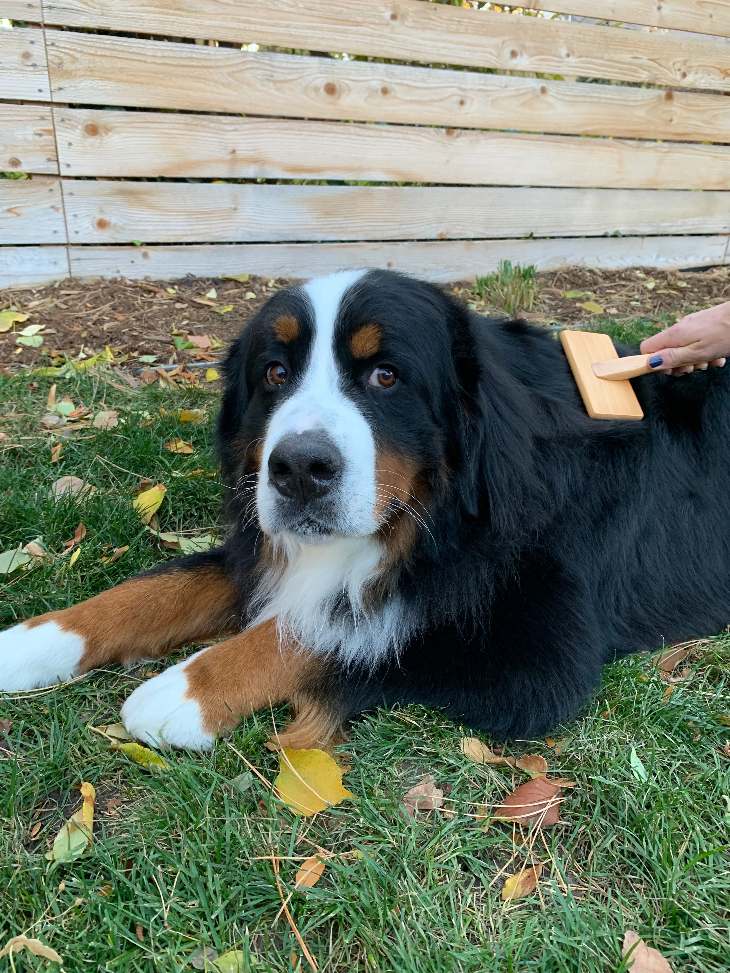 Bamboo Grooming Brush for Pets - Slicker Brush - Image 5