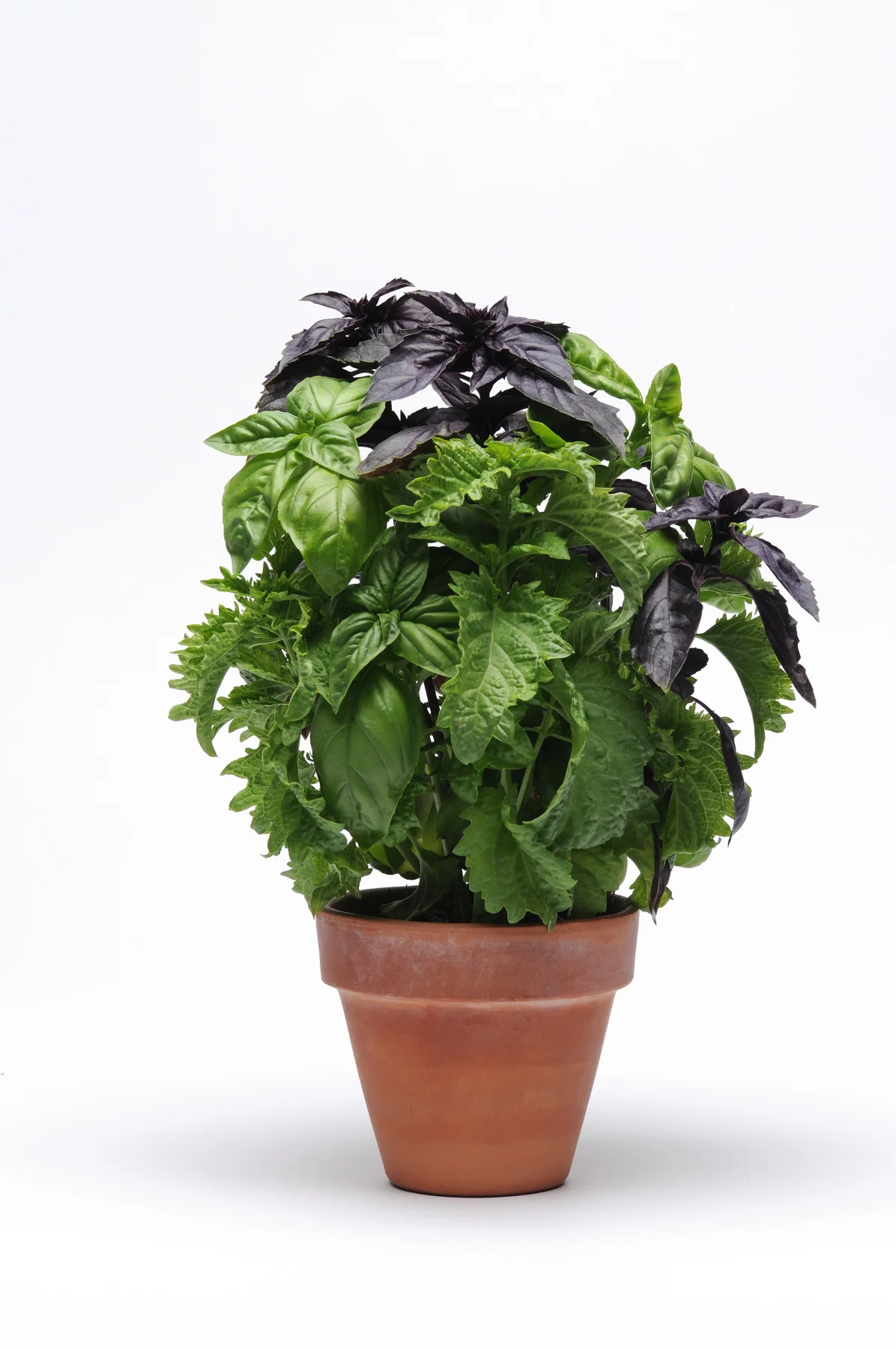Drop & Gro Basil Seed Pods – Triple Variety Herb Garden Grow Kit - Image 3