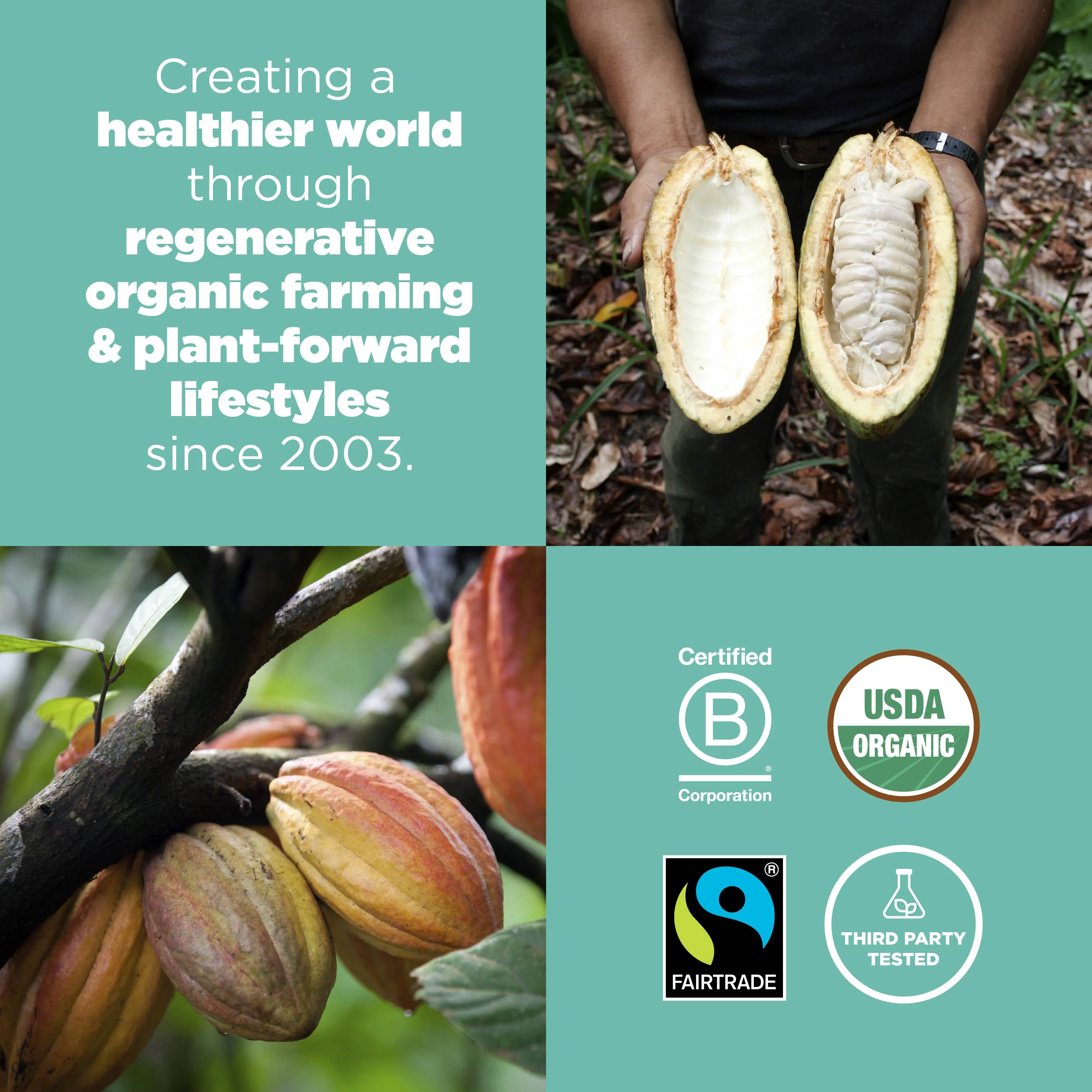Organic Cacao Nibs - Image 7