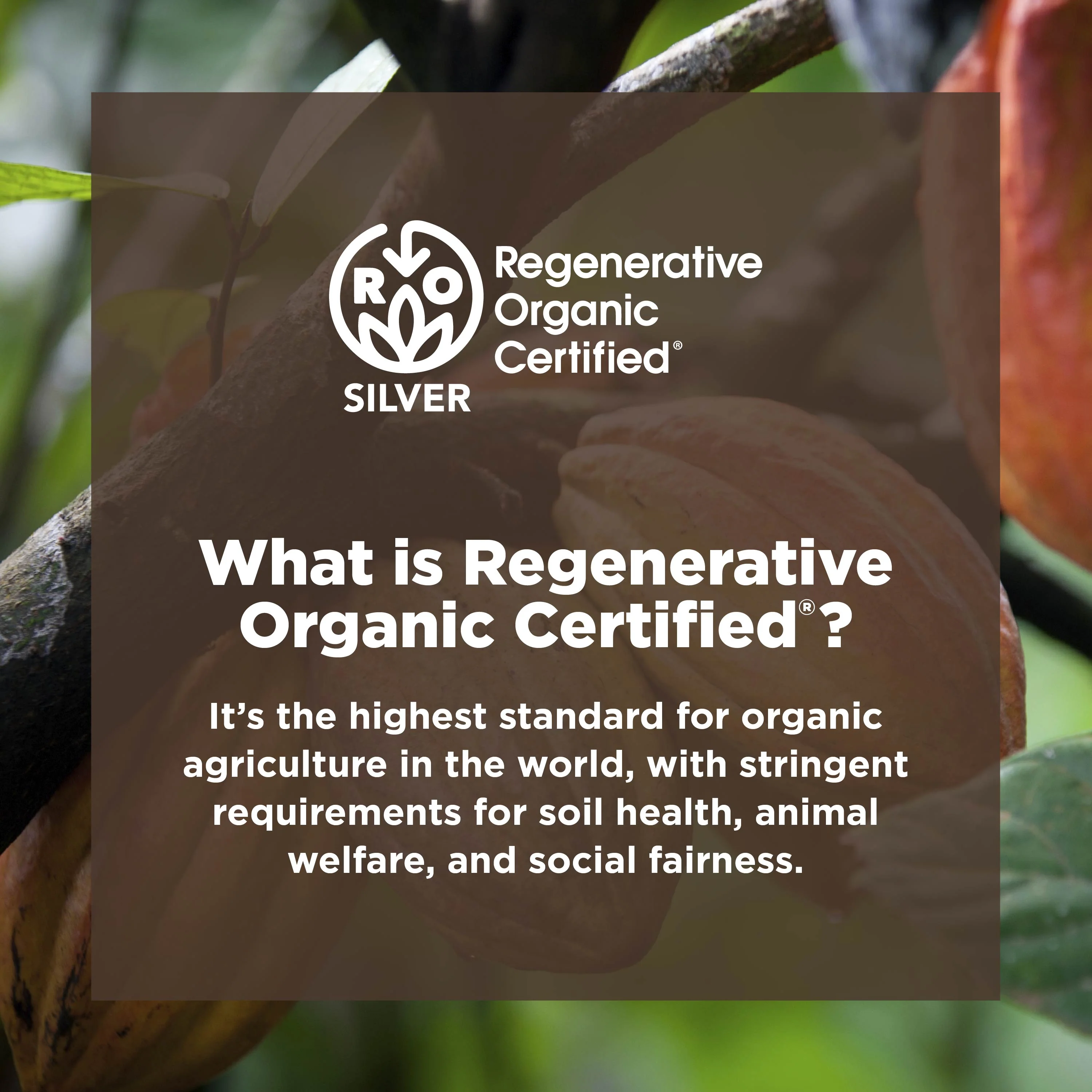 Organic Cacao Powder - Image 8