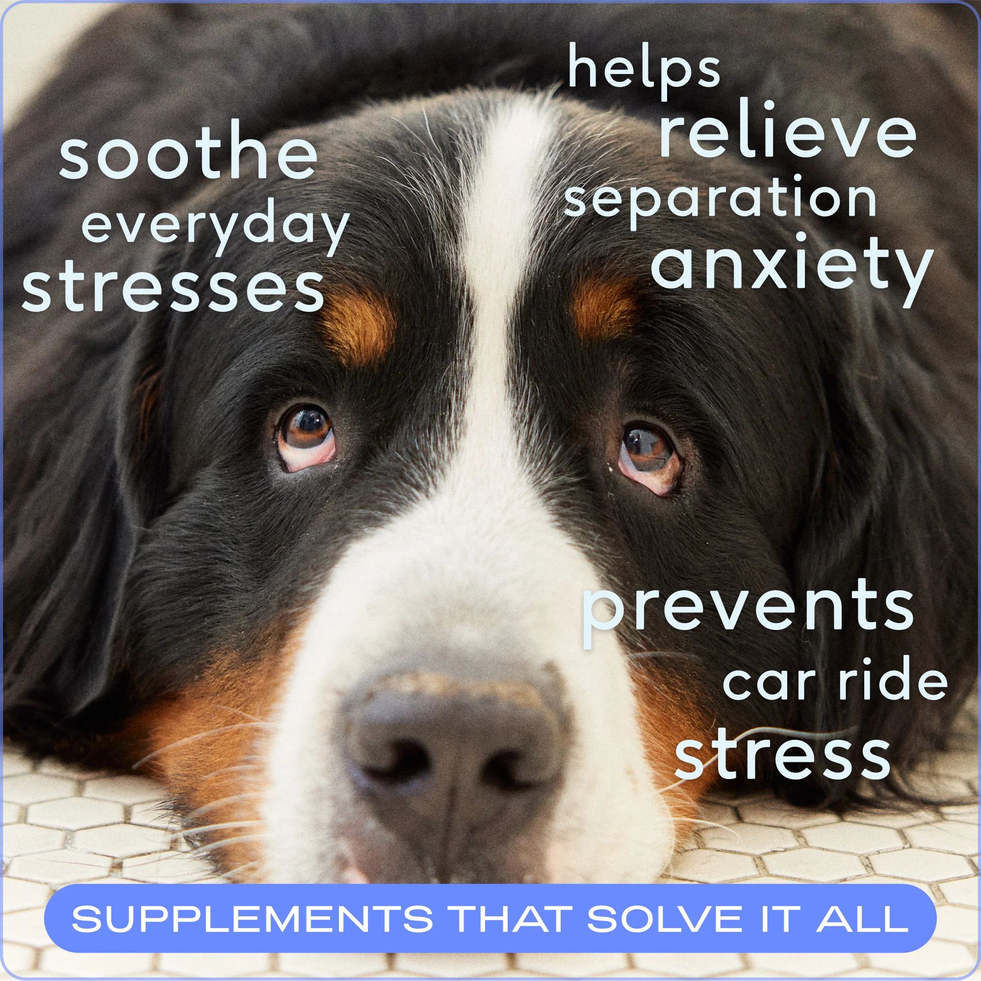 Calm Chews Supplement for Dogs - Image 4
