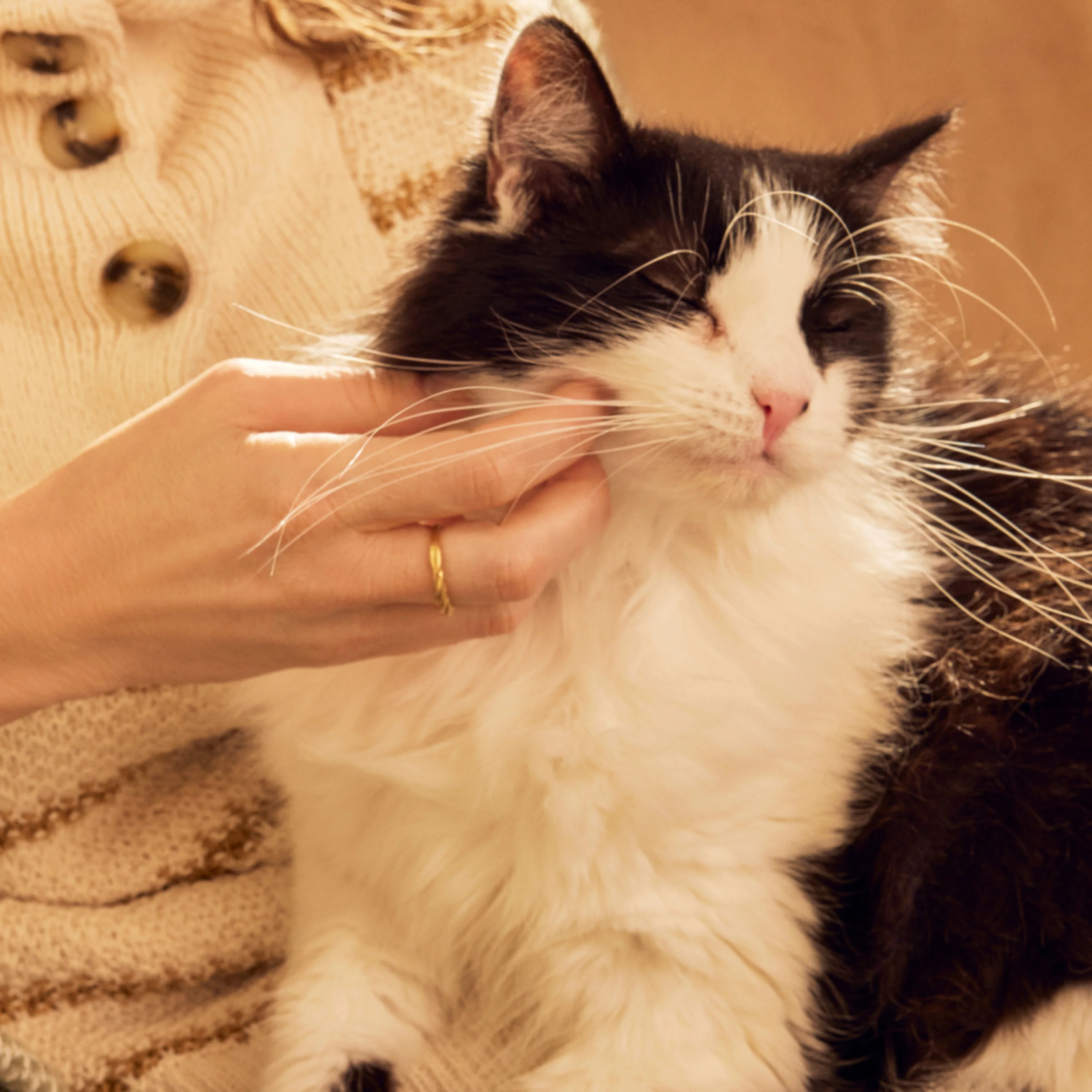 Cat No-Rinse Shampoo - Image 7