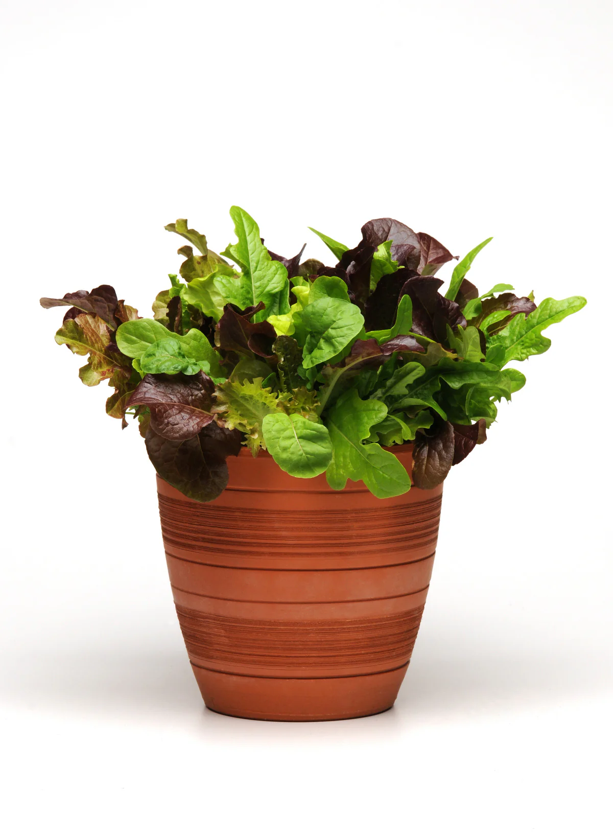 Drop & Gro Lettuce Seed Pods – Salad Greens Grow Kit - Image 3