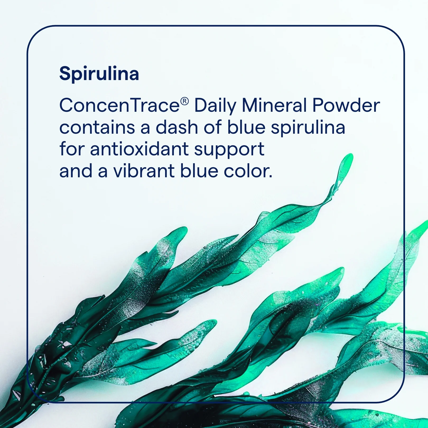 ConcenTrace Daily Mineral Powder - Image 11