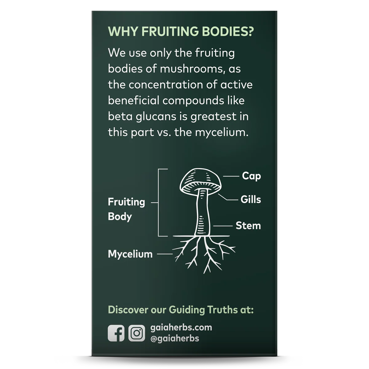 Cordyceps Mushroom - For Energy Support - Image 2