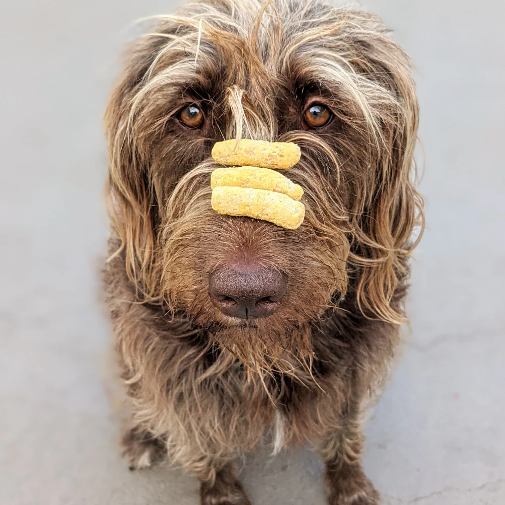 Dog Treats - Image 10