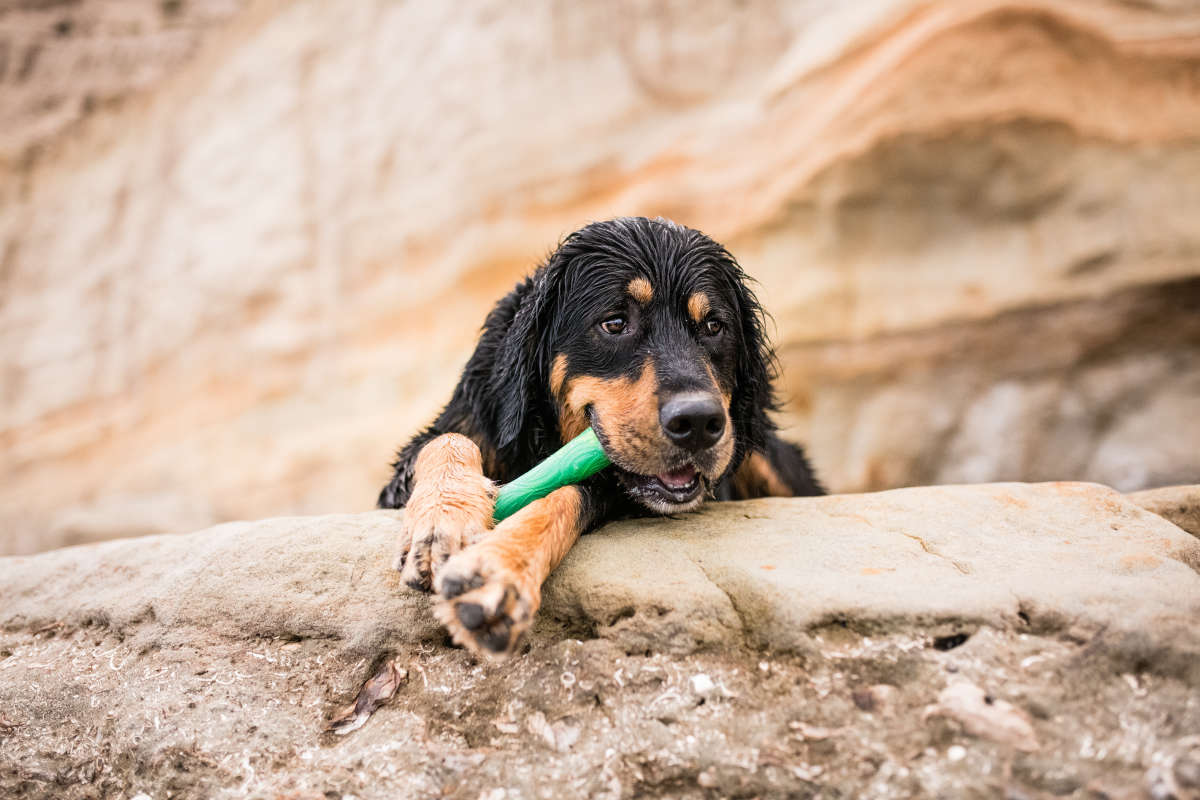 Fetch and Chew Drifty™ Dog Toy made from Ocean-Bound Recycled Plastic - Small - Image 7