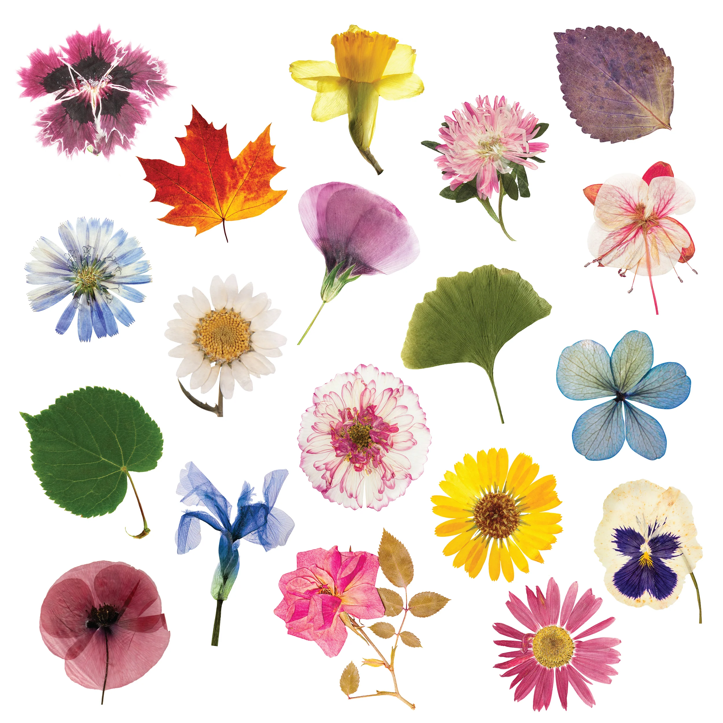 Flower Press DIY - Ages 5+ - Image 5