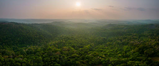 Forest and Biodiversity Protection - Image 11