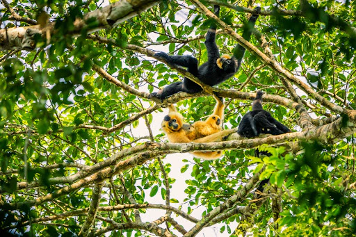 Forest and Biodiversity Protection - Image 5