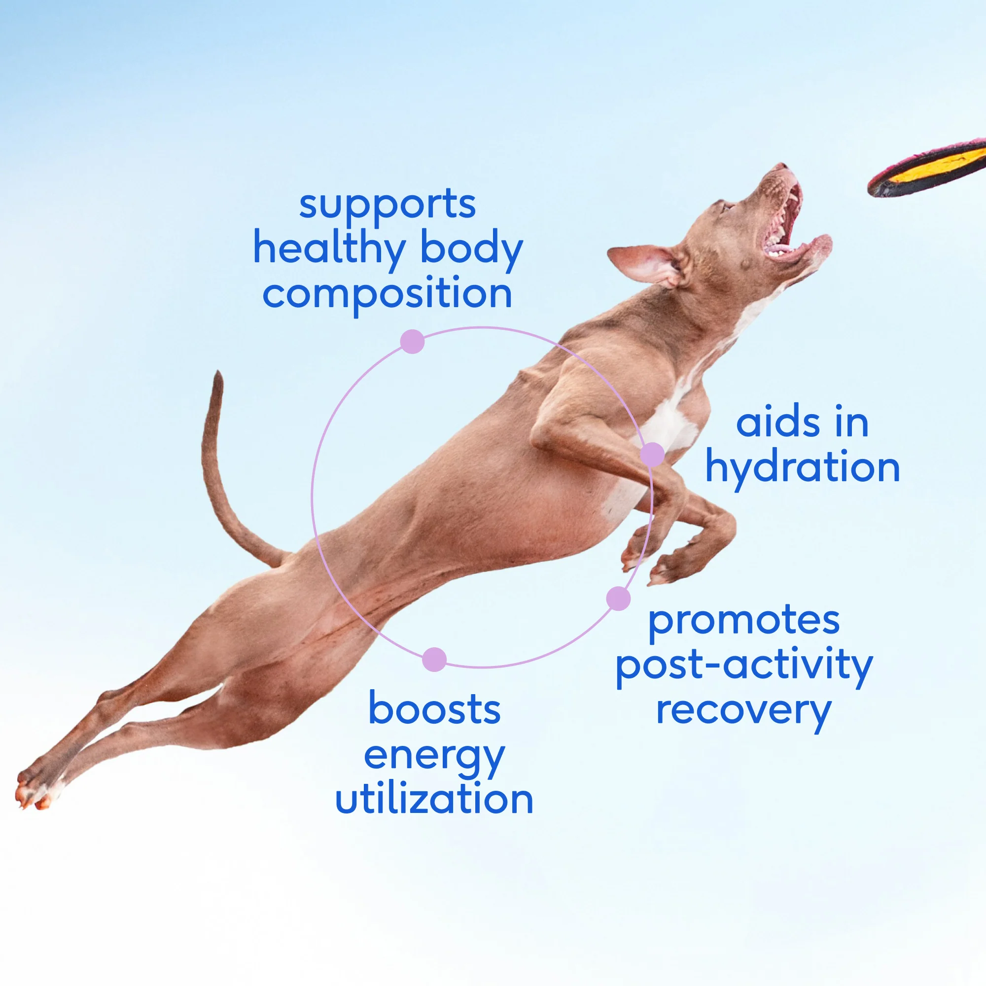 Goat Milk Topper & Supplement for Dogs - Image 3