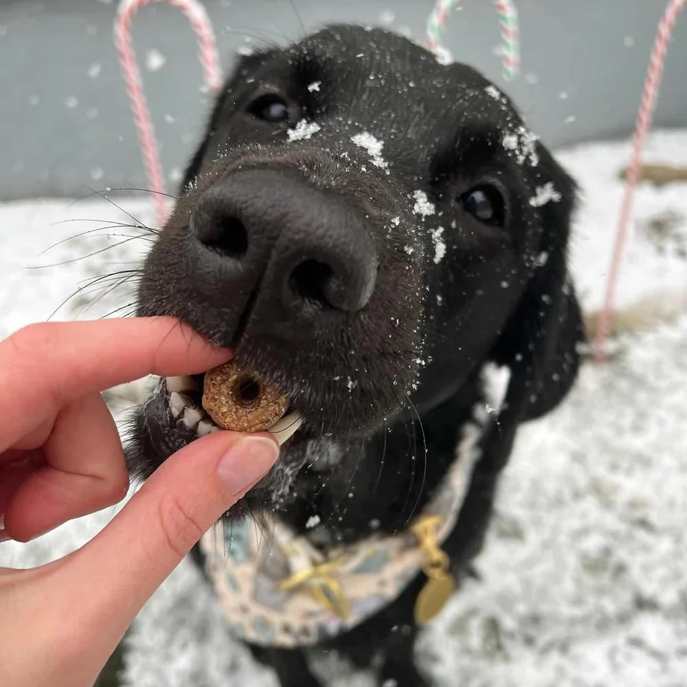 Hole Lotta Cake - Crunchy Dog Treat - Image 8