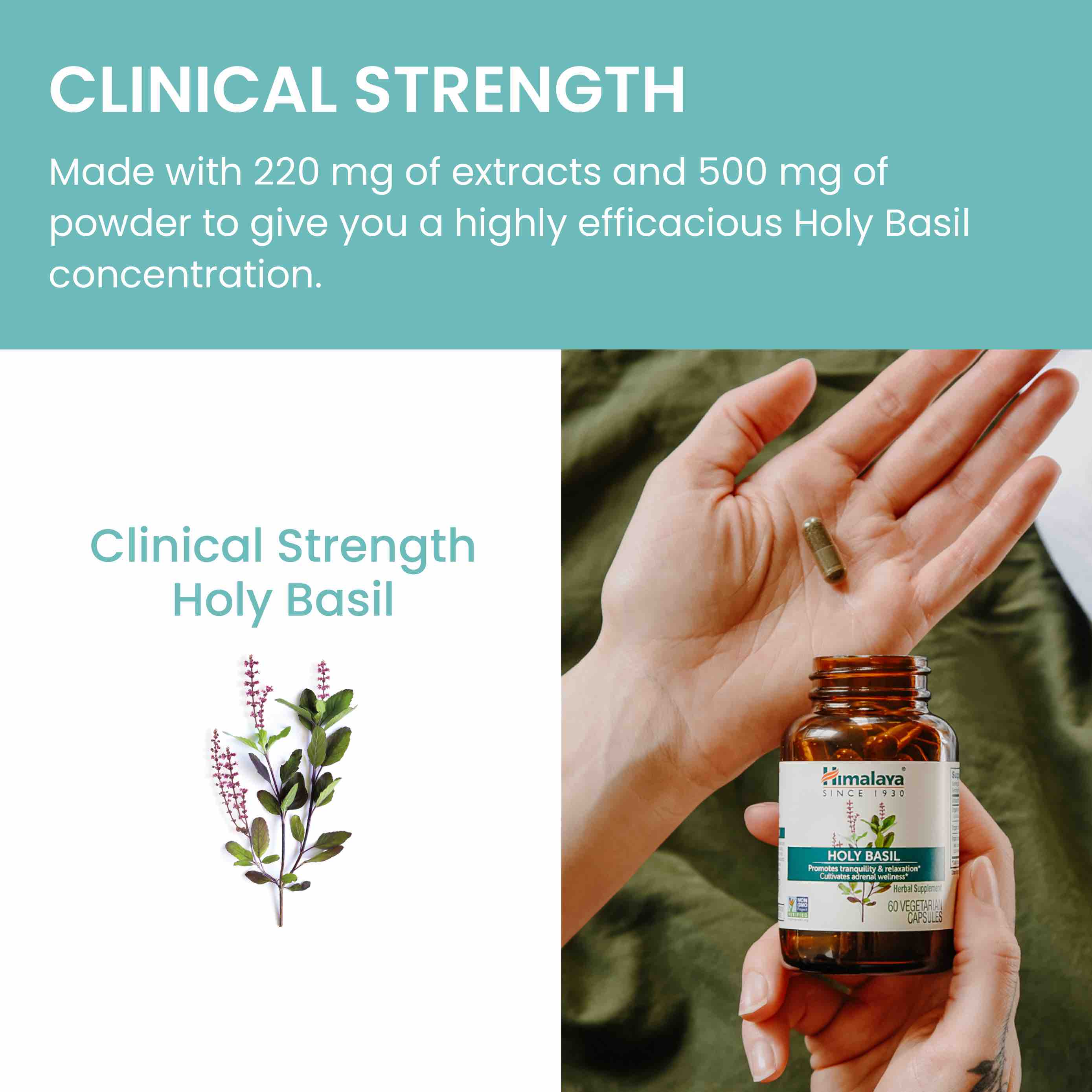 Holy Basil - Image 5