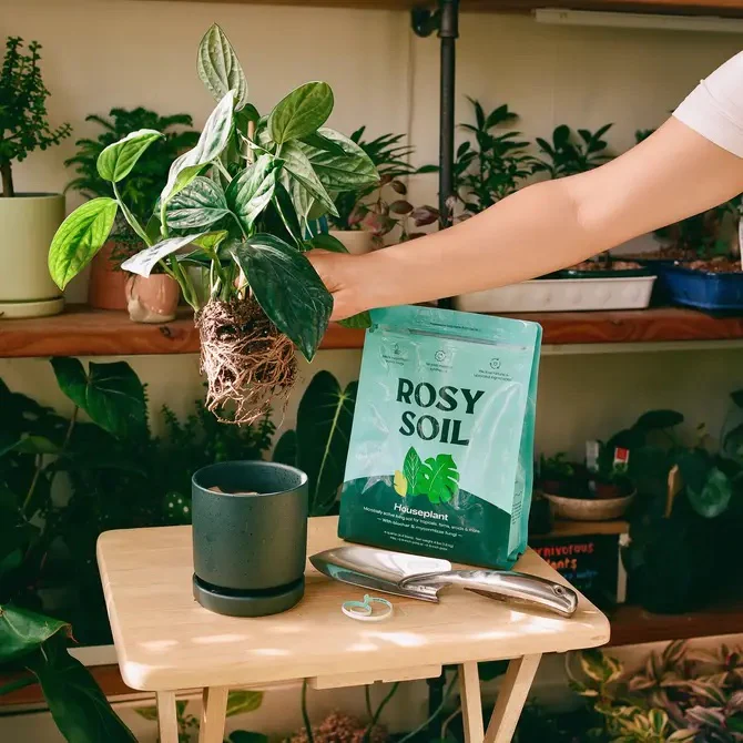 Houseplant Potting Soil - Image 5