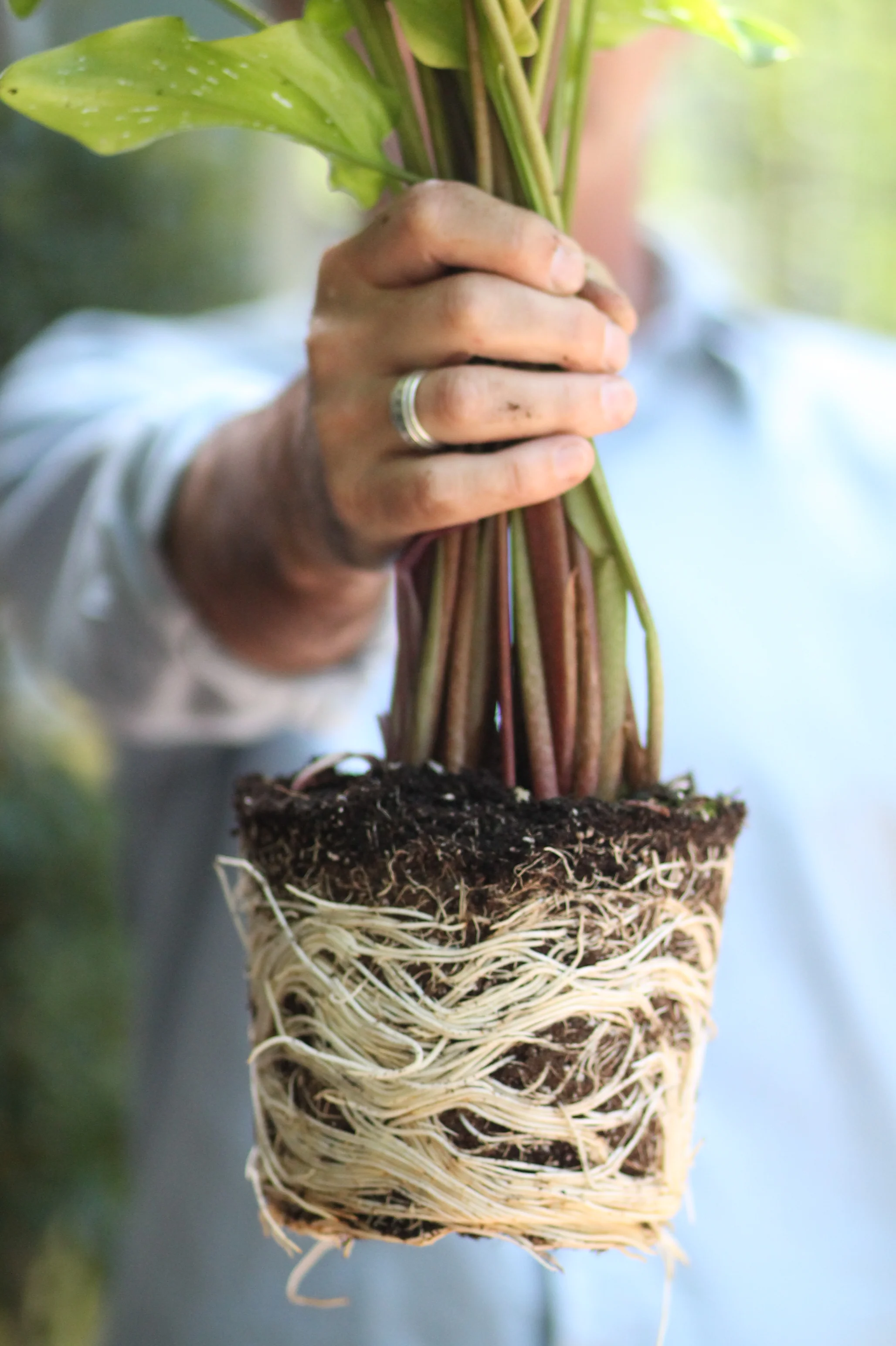 Indoor Potting Soil Mix - Image 4