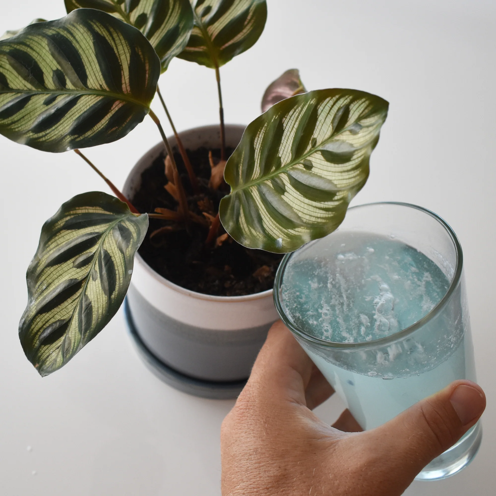 Instant Plant Food Tablets - Image 6