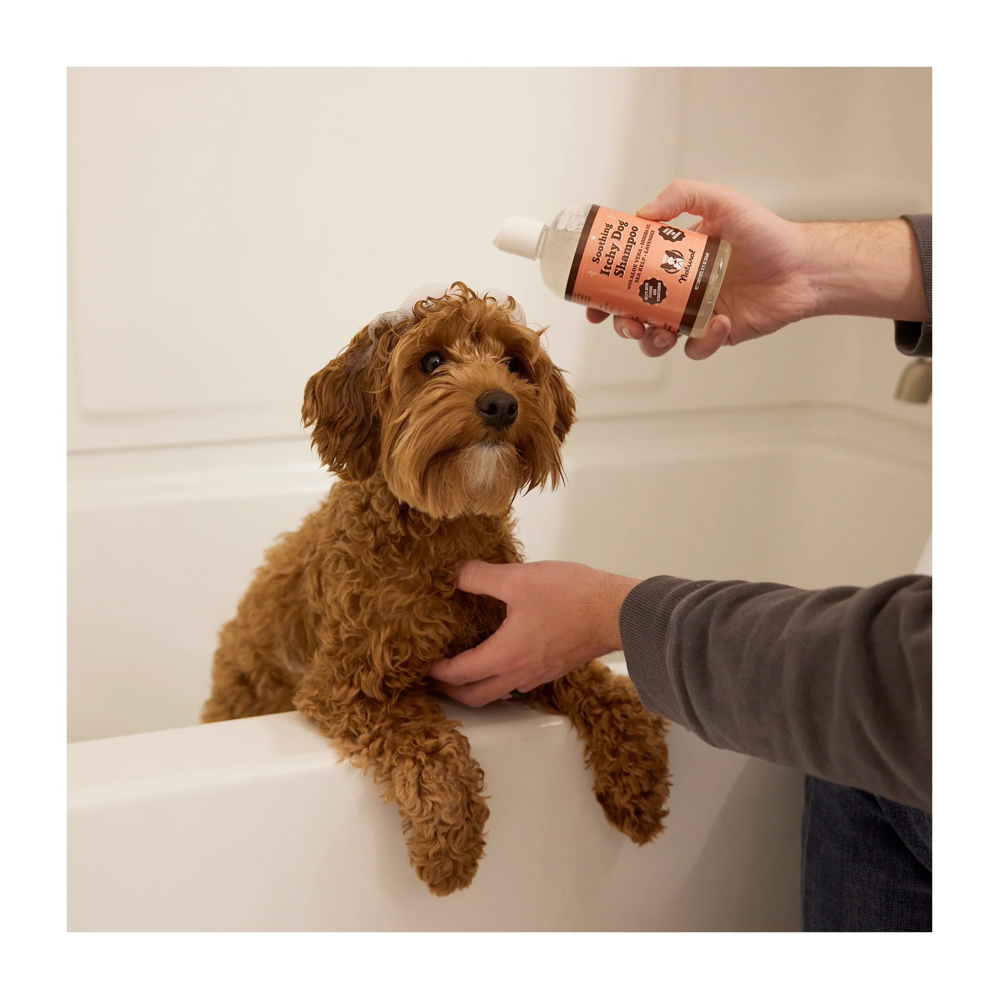 Itchy Dog Shampoo - Image 6