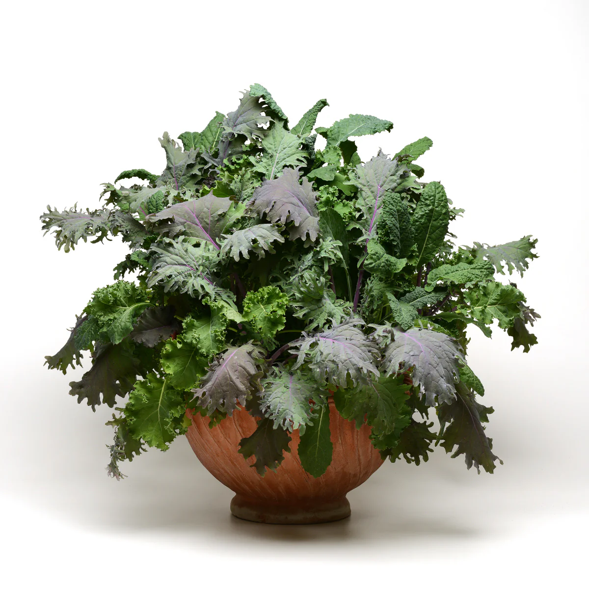 Drop & Gro Kale Seed Pods - Salad Greens Grow Kit - Image 3