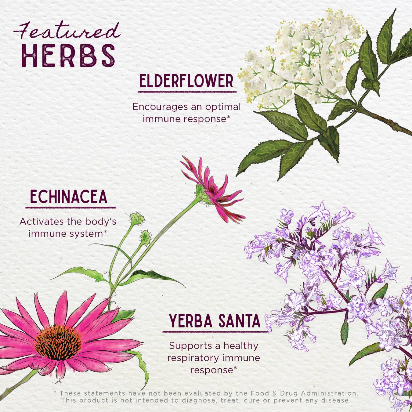 Kick-Ass Immune - Herbal Supplement - Image 4