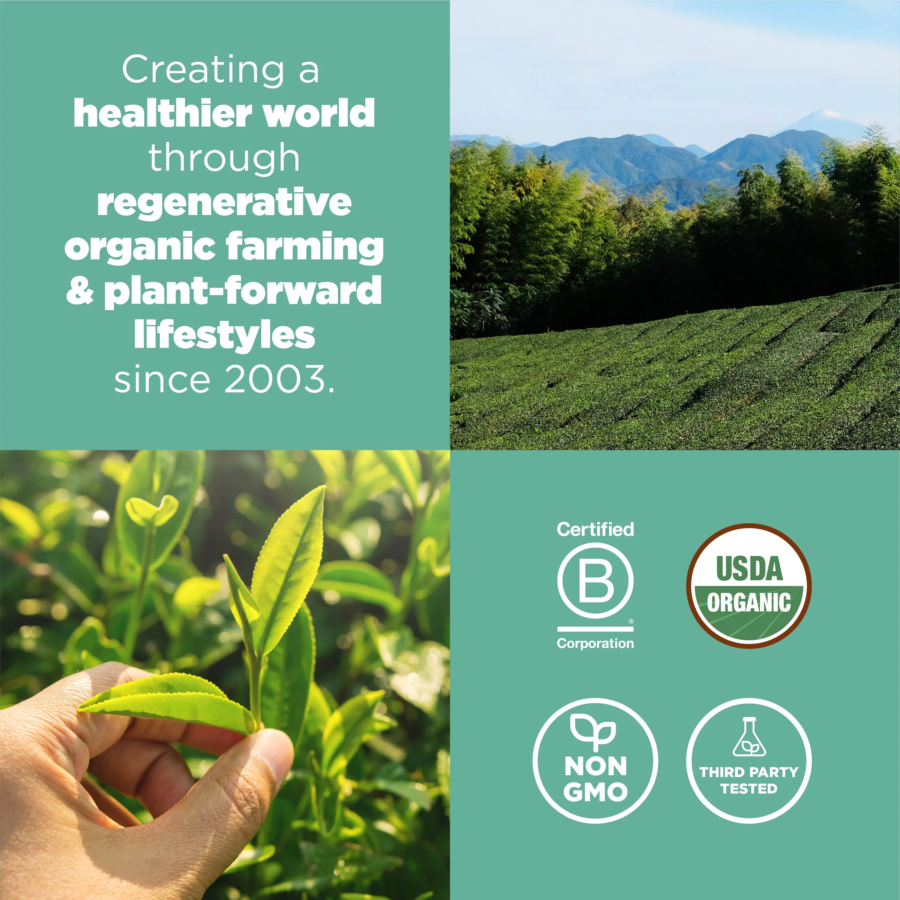 Organic Matcha Powder - Image 7