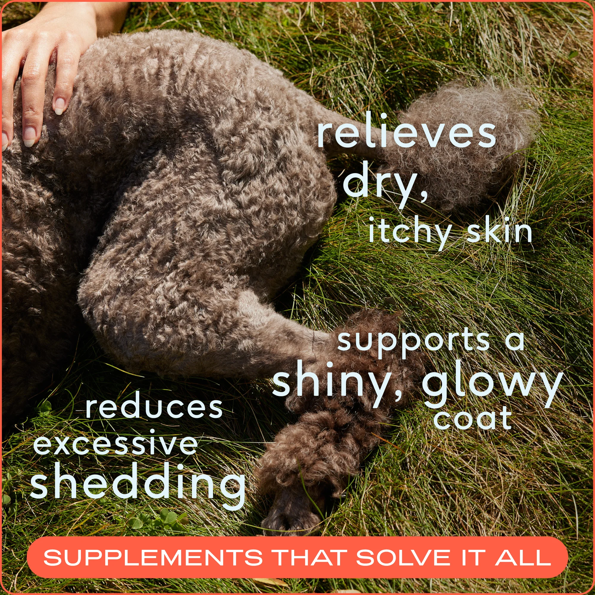 Omega Oil Topper & Supplement for Dogs - Image 4