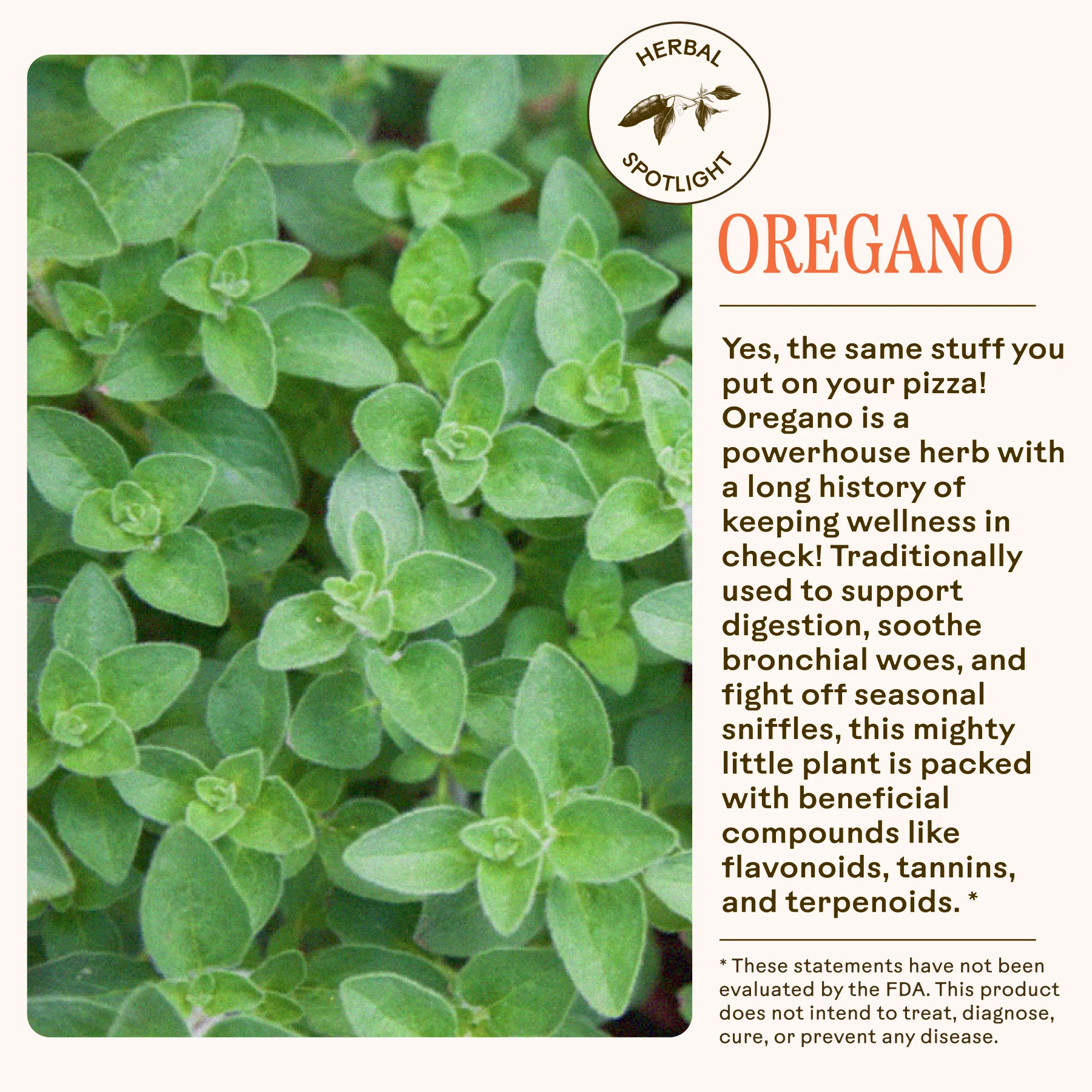Oregano Daily Wellness - Image 6