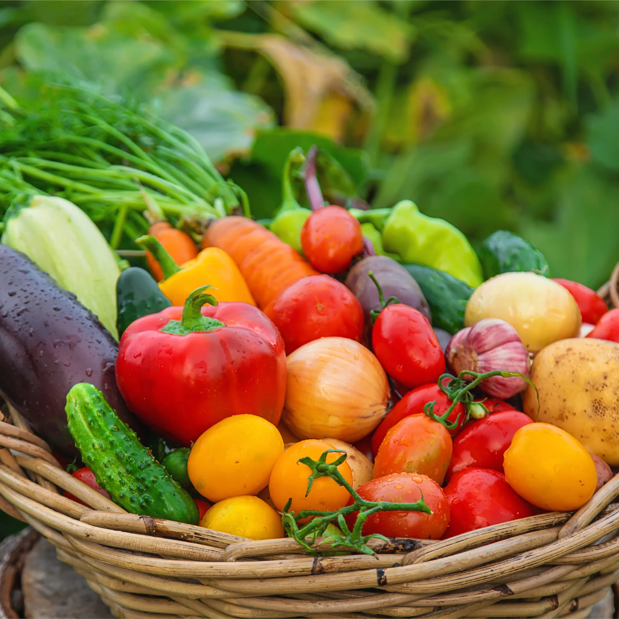 Organic All Purpose Fertilizer - Image 6