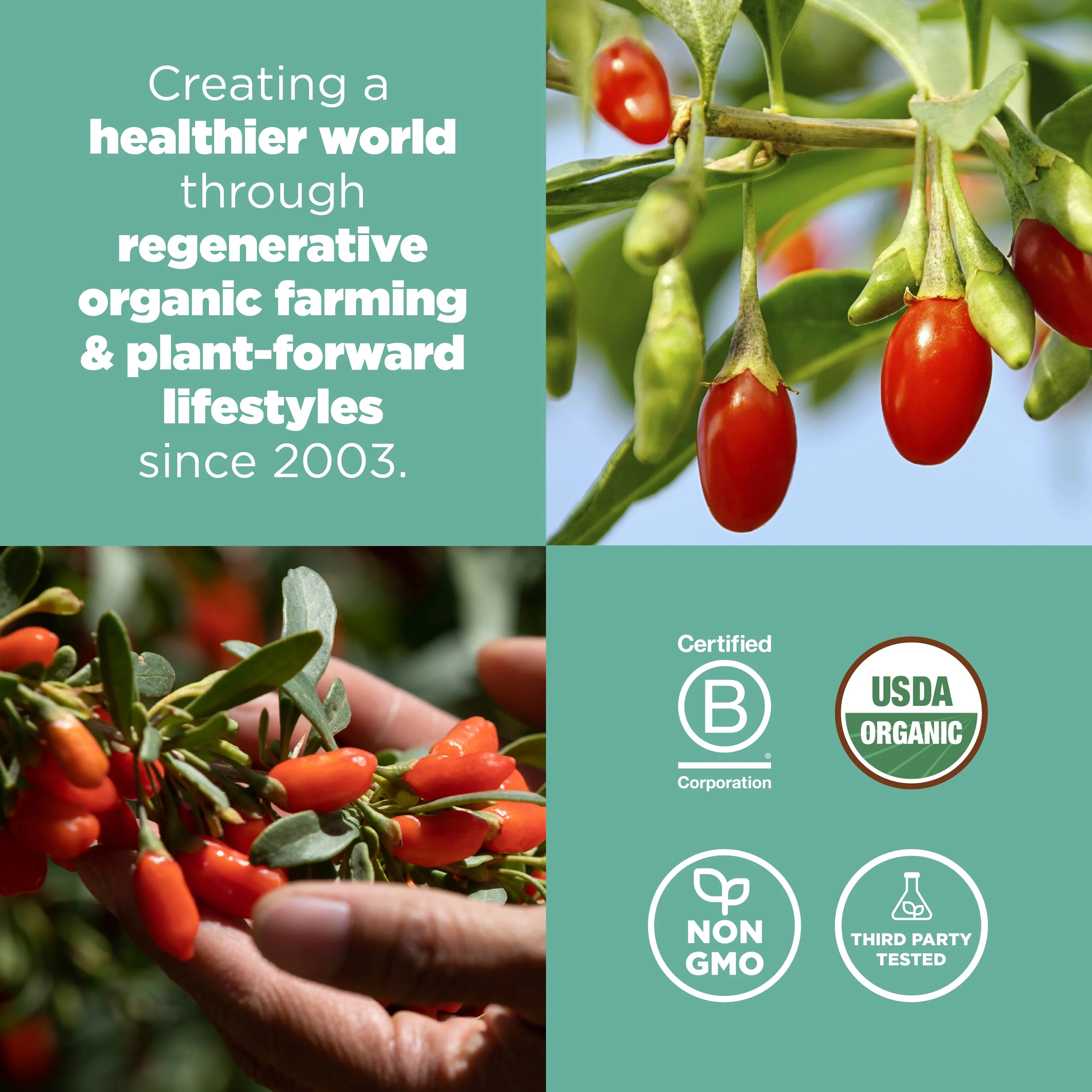 Organic Goji Berries - Image 6