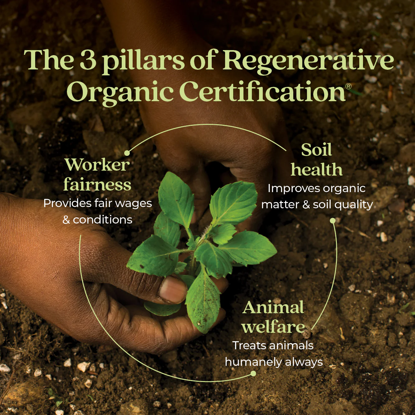 Organic Holy Basil Booster Powder - Image 7