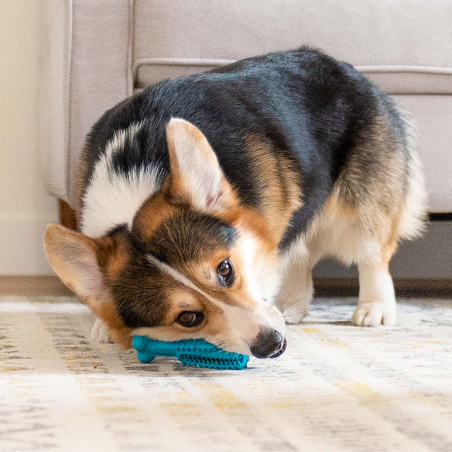 Pet Dental Chew Toy - Image 15