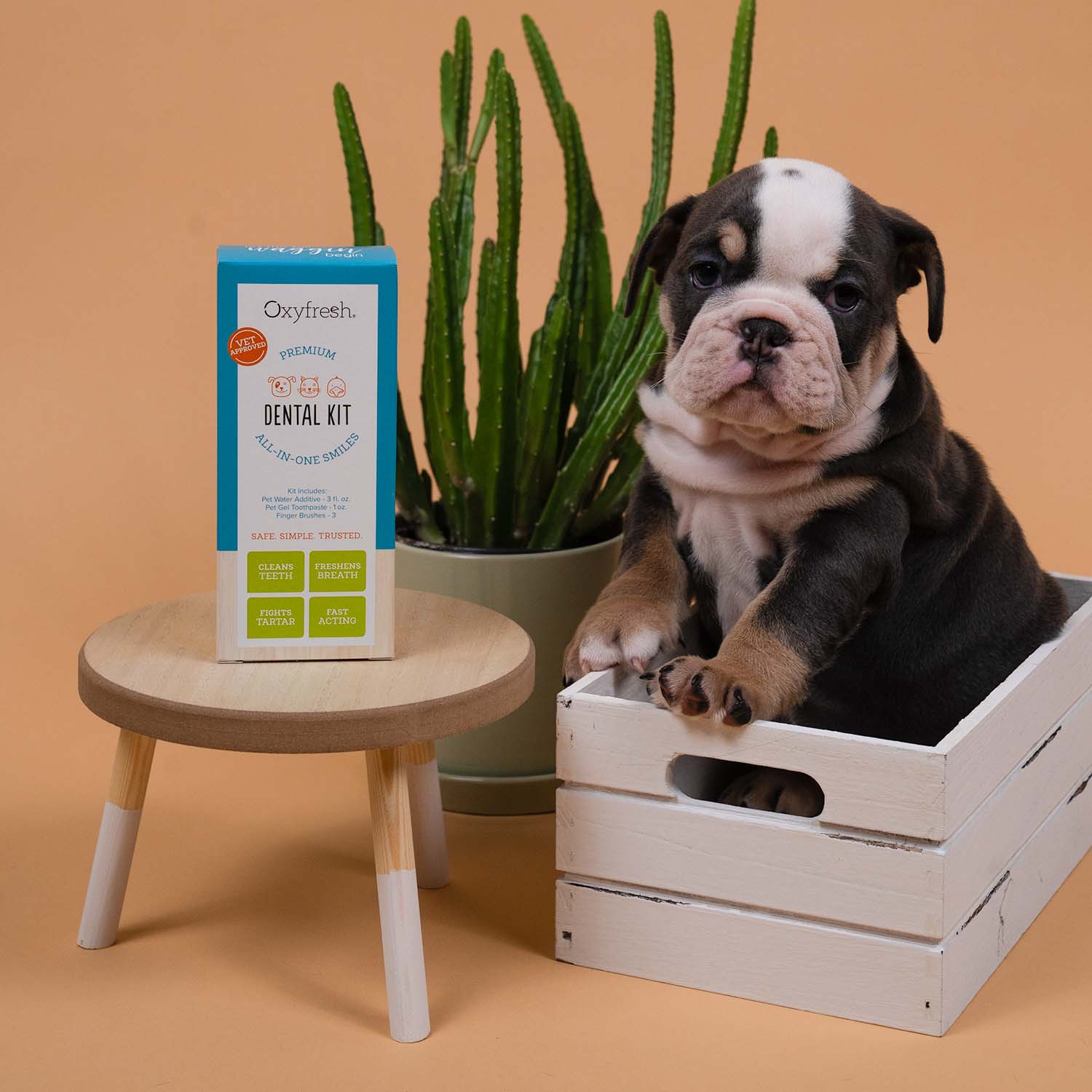 Pet Dental Kit - Image 12