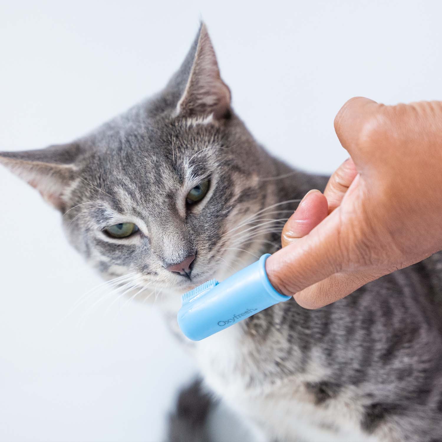 Pet Dental Kit - Image 13