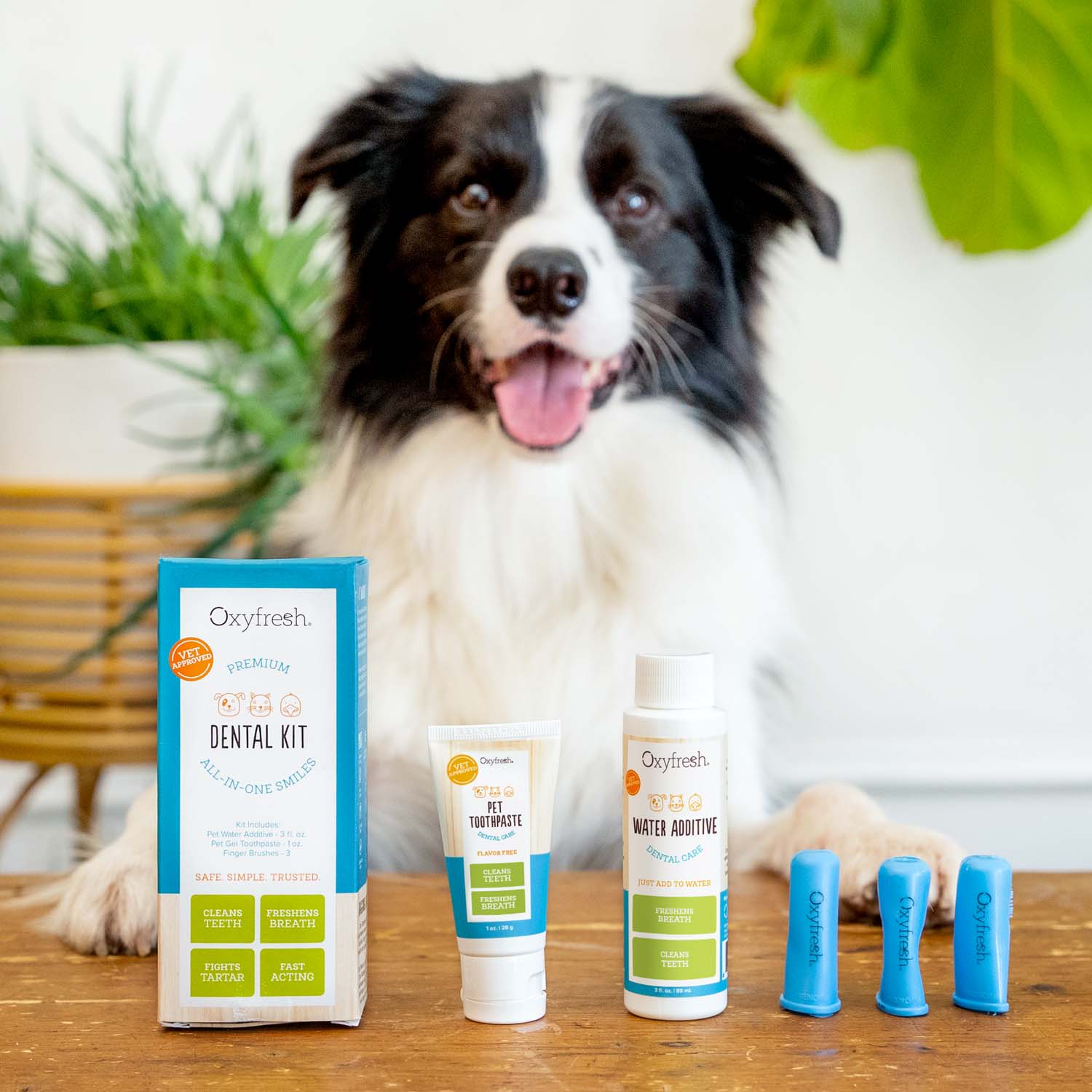 Pet Dental Kit - Image 15