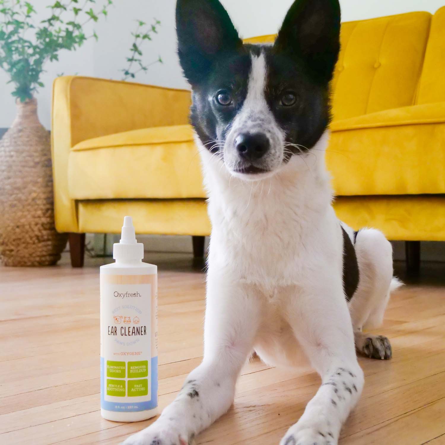 Pet Ear Cleaner Yeast-Fighting Ear Wash - Image 9