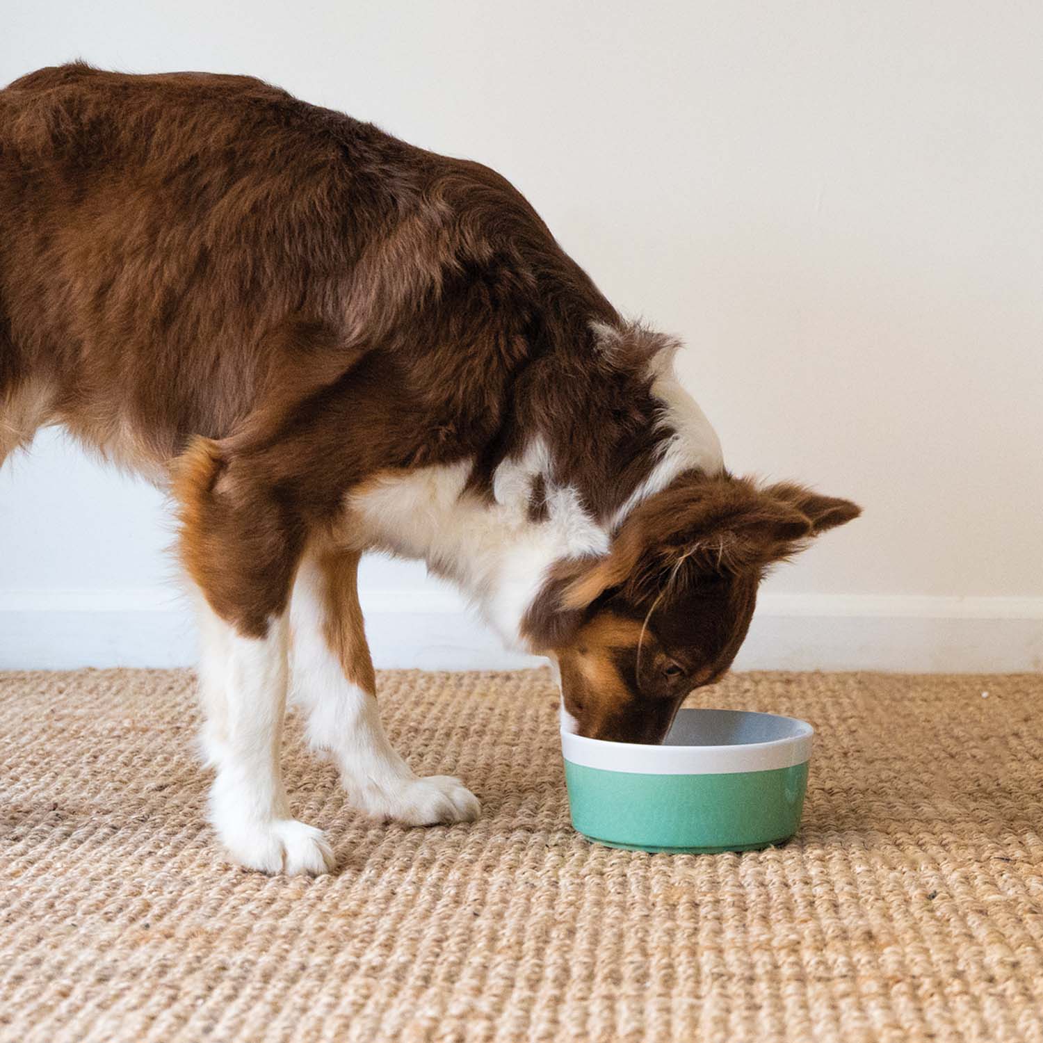 Pet Water Additive - Image 22