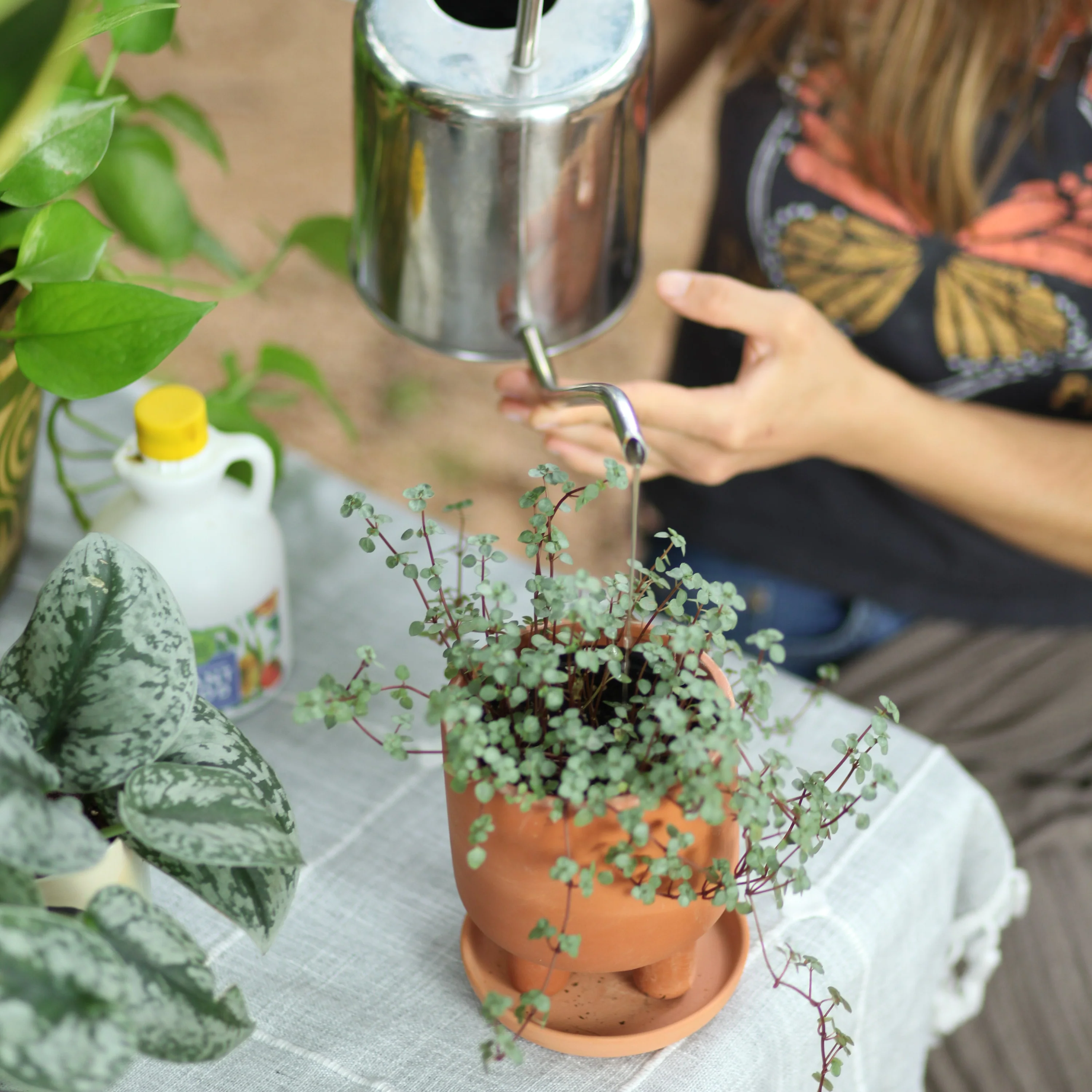 Plant Food - Indoor & Outdoor - Image 12