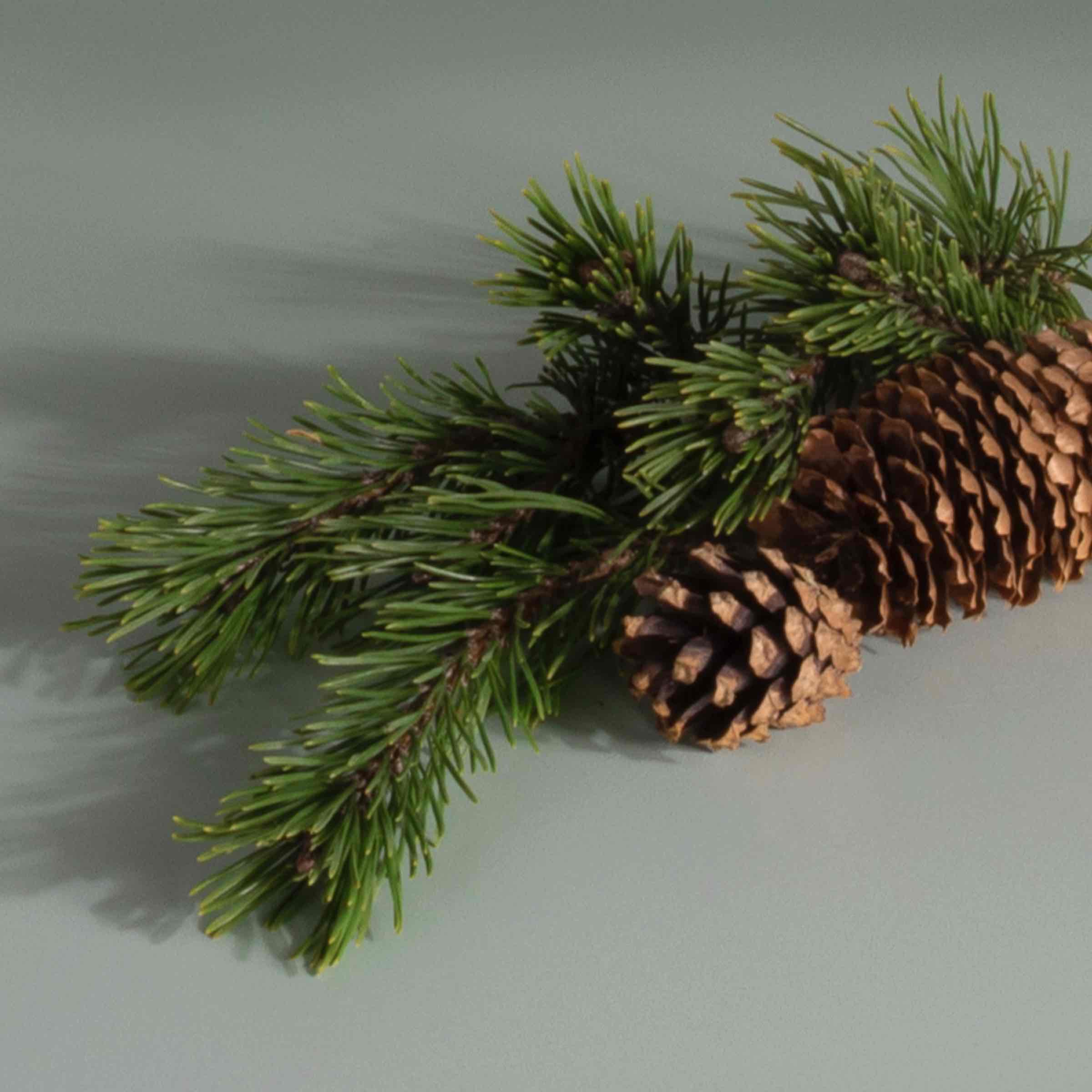 Plug-in Air Freshener Starter Set - Image 27