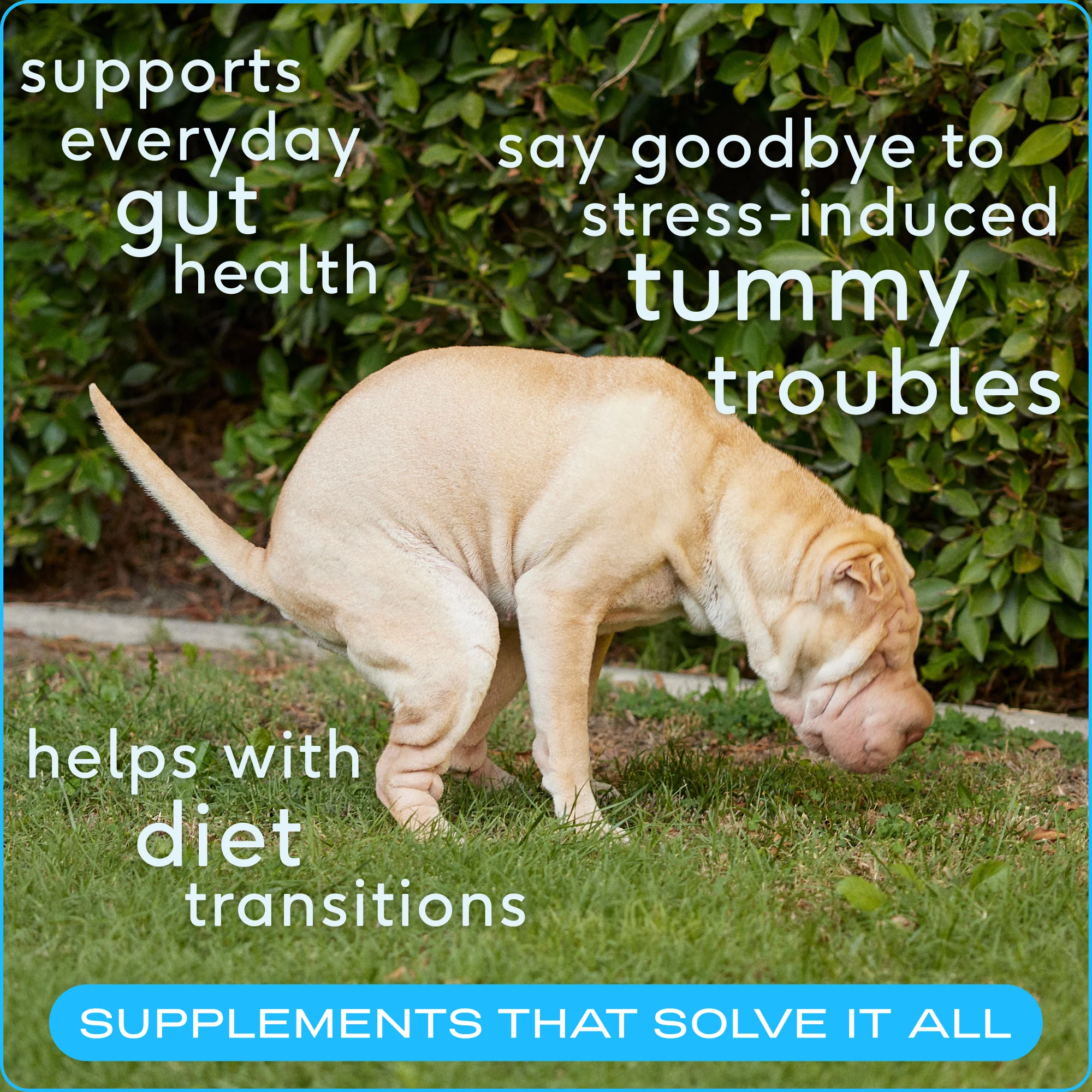Probiotic Digestive Supplement for Dogs - Image 4
